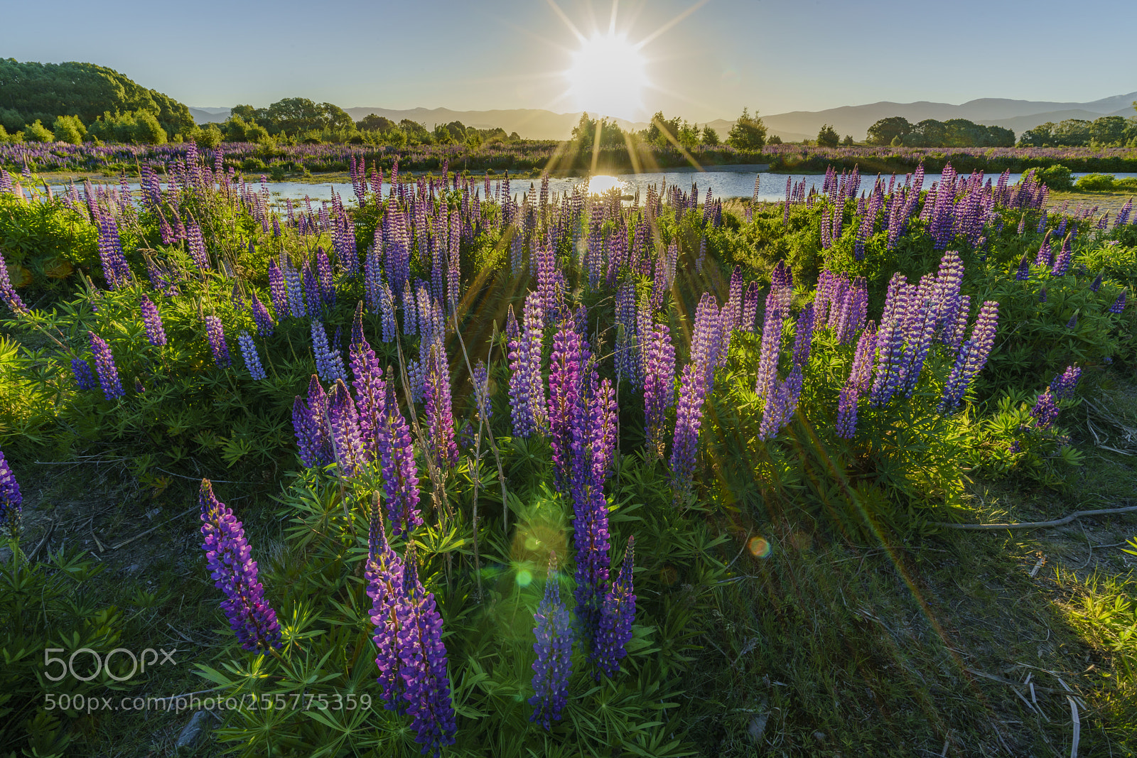 Sony a7R II sample photo. Field of lupine photography