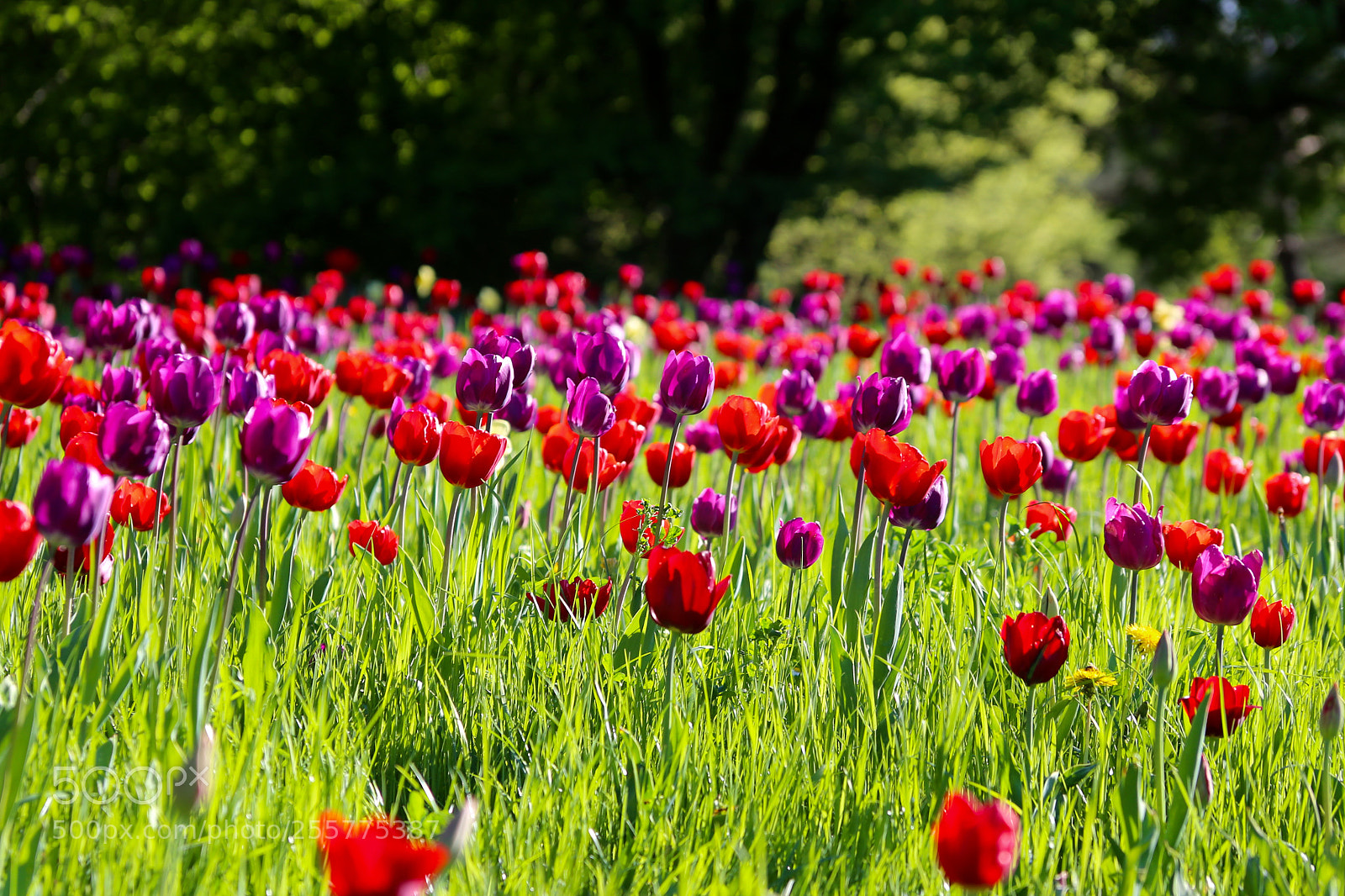 Canon EOS 6D sample photo. Britzer garten photography