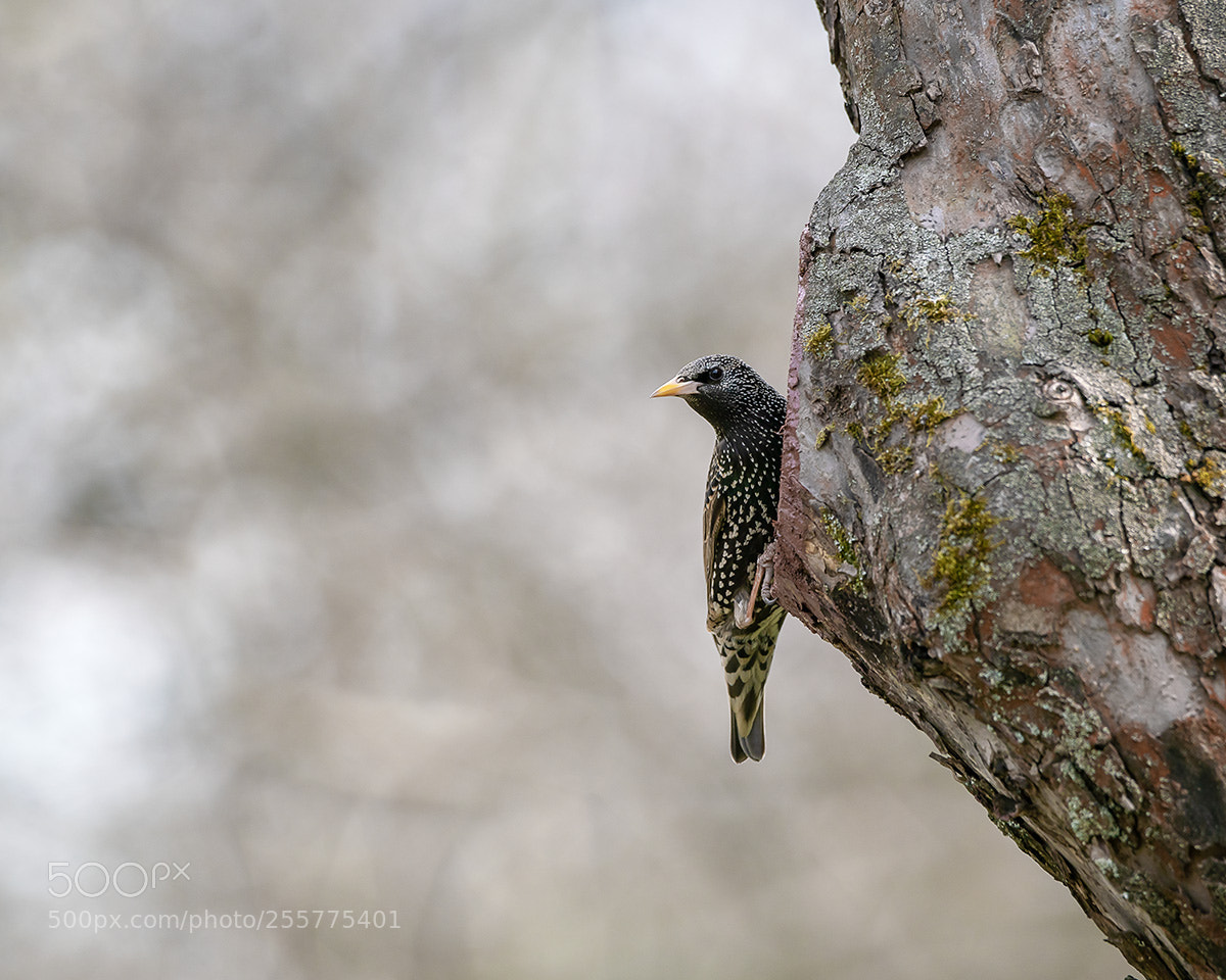 Sony a99 II sample photo. 00209.jpg photography