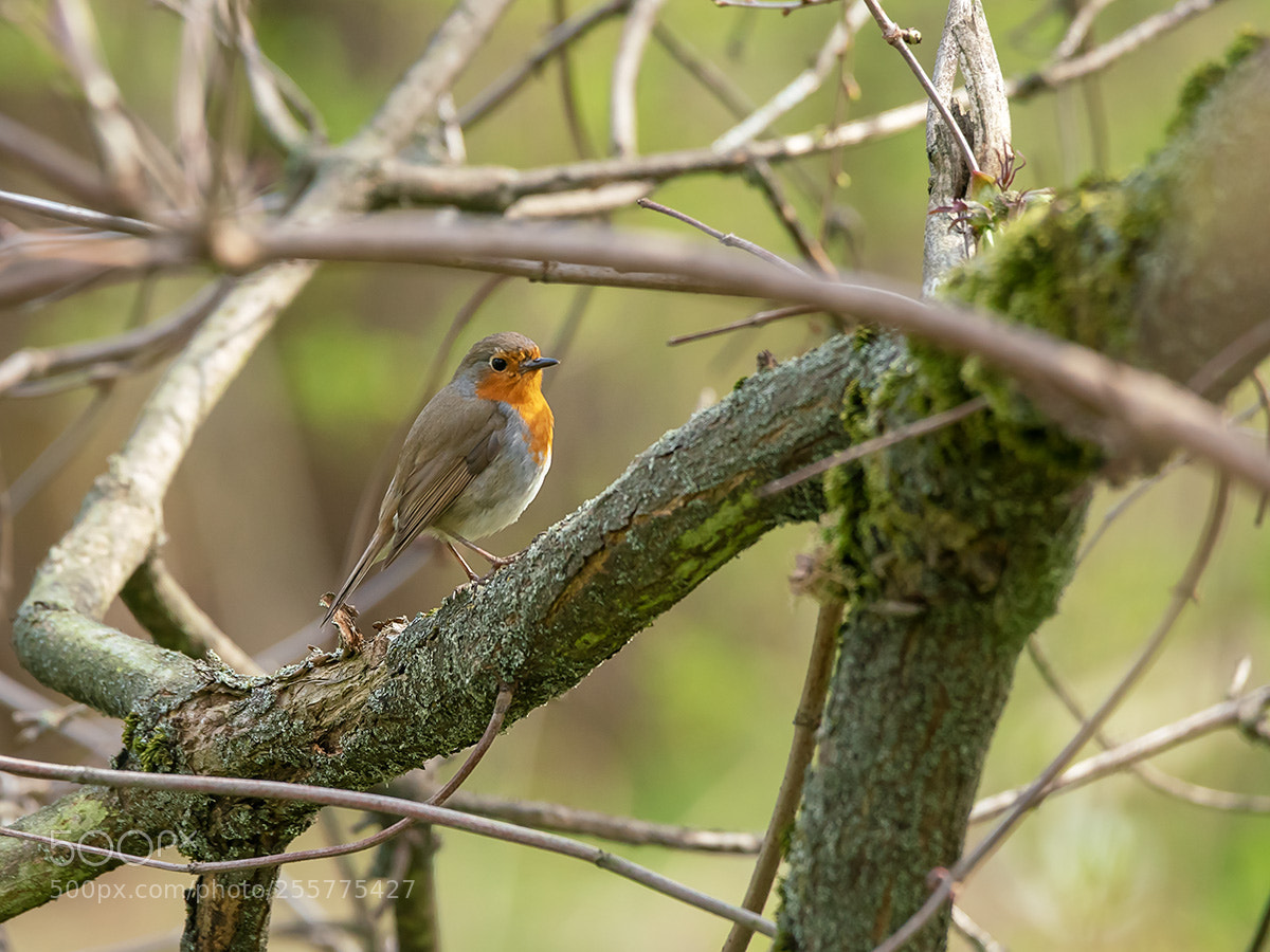 Sony a99 II sample photo. 00169.jpg photography