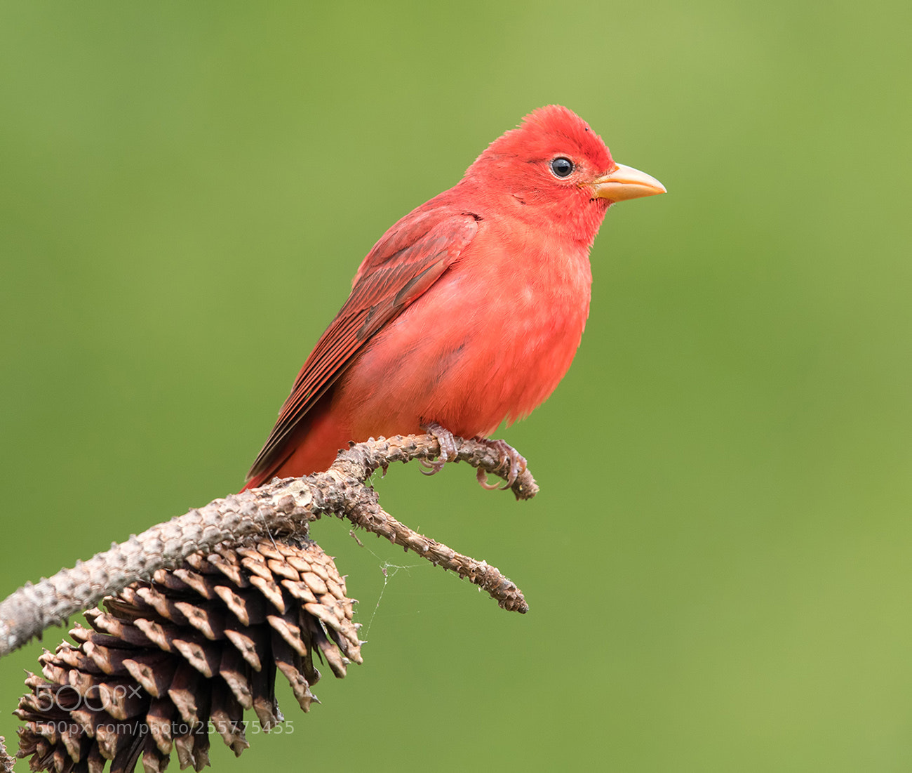 Canon EOS-1D X Mark II sample photo. Summer tanager photography