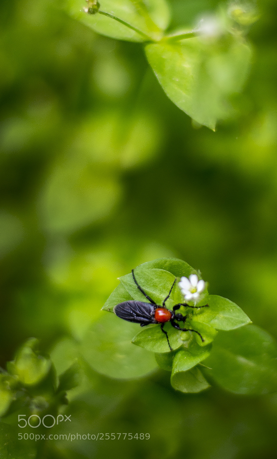 Nikon D7100 sample photo. Rest on the flower photography