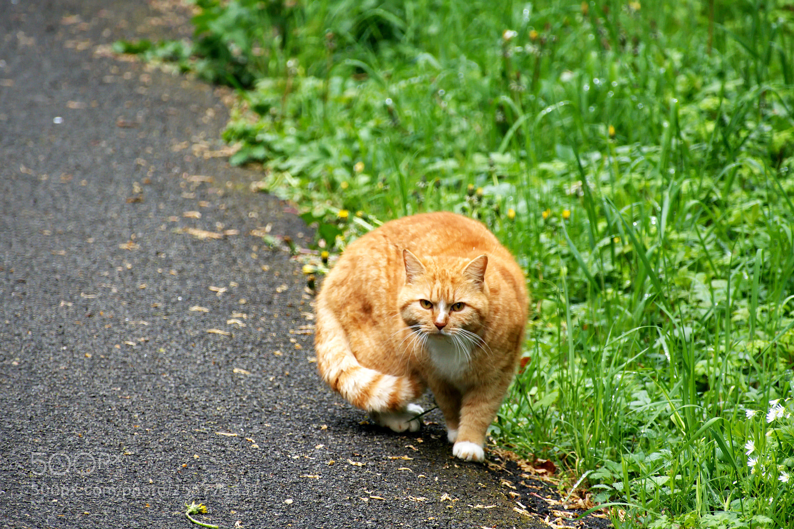 Panasonic Lumix DMC-FZ1000 sample photo. Cc () photography