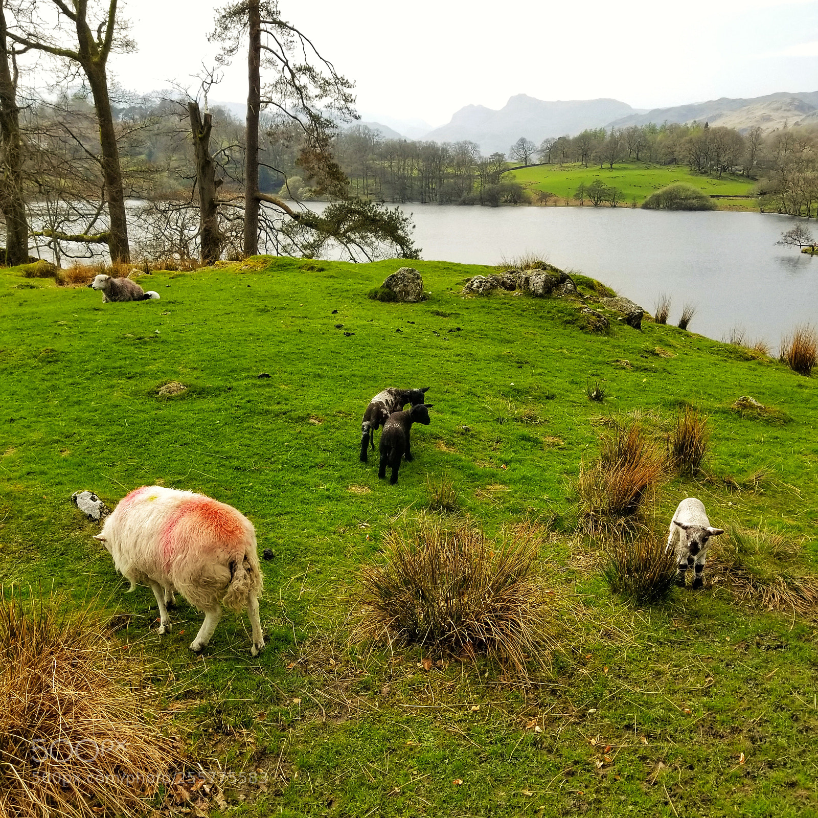 Samsung Galaxy S8 sample photo. Spring lambs photography