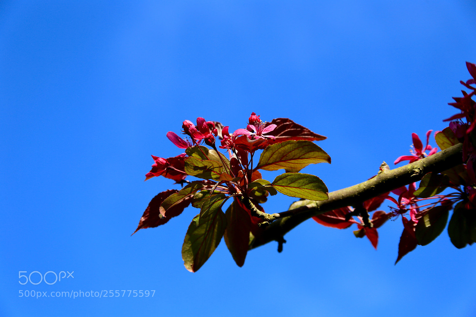 Canon EOS 6D sample photo. Britzer garten photography
