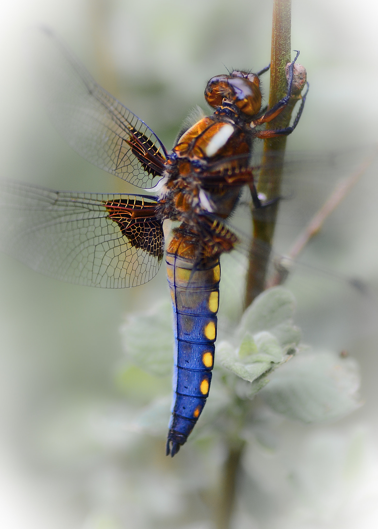 Nikon D7100 sample photo. Libelle photography