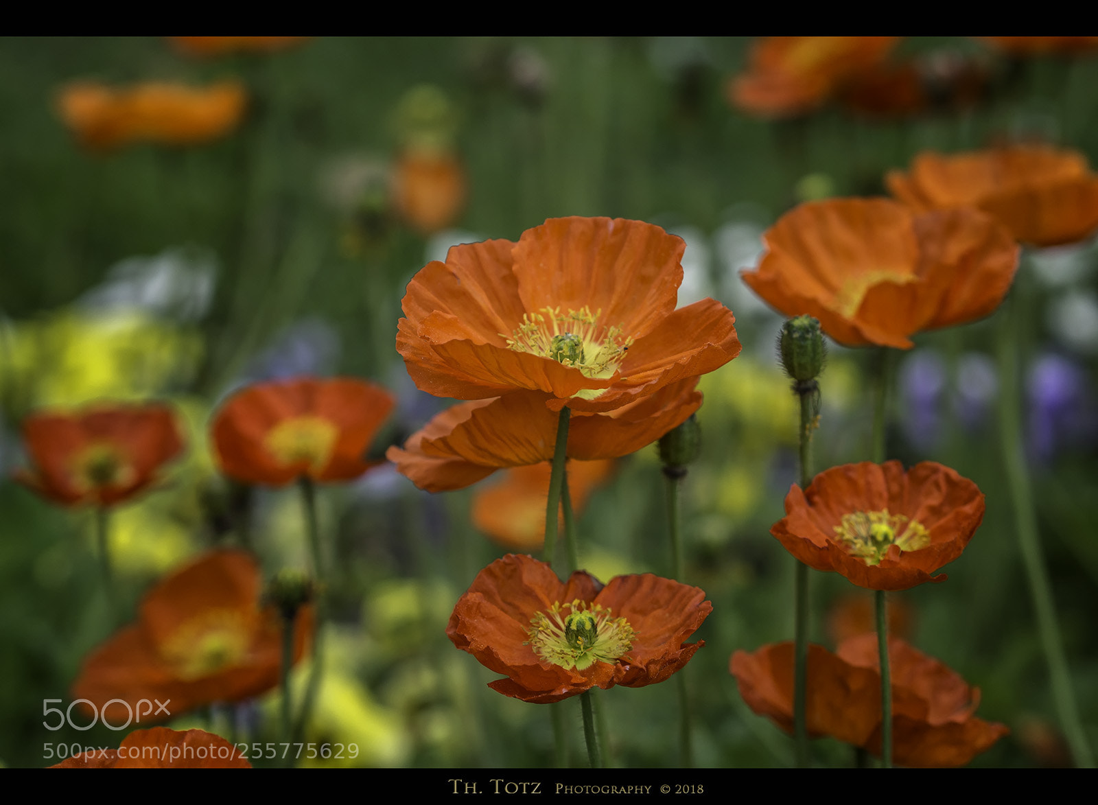 Olympus OM-D E-M5 sample photo. Poppies photography