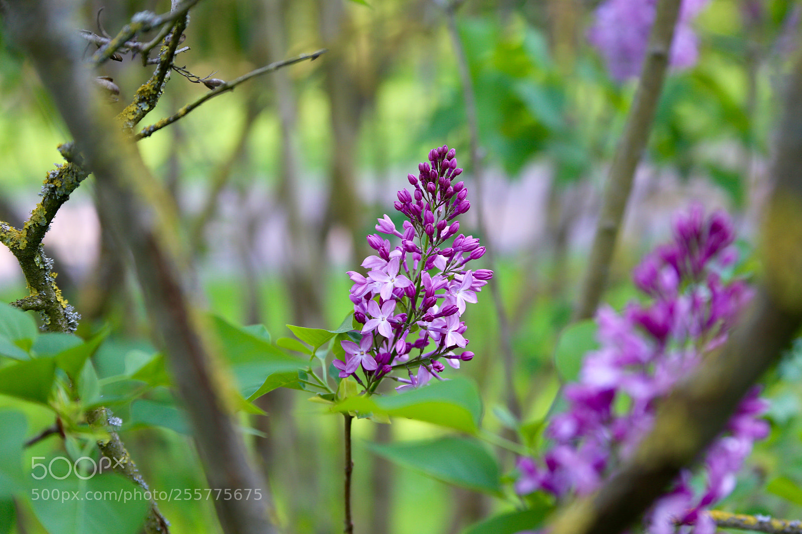 Canon EOS 6D sample photo. Britzer garten photography
