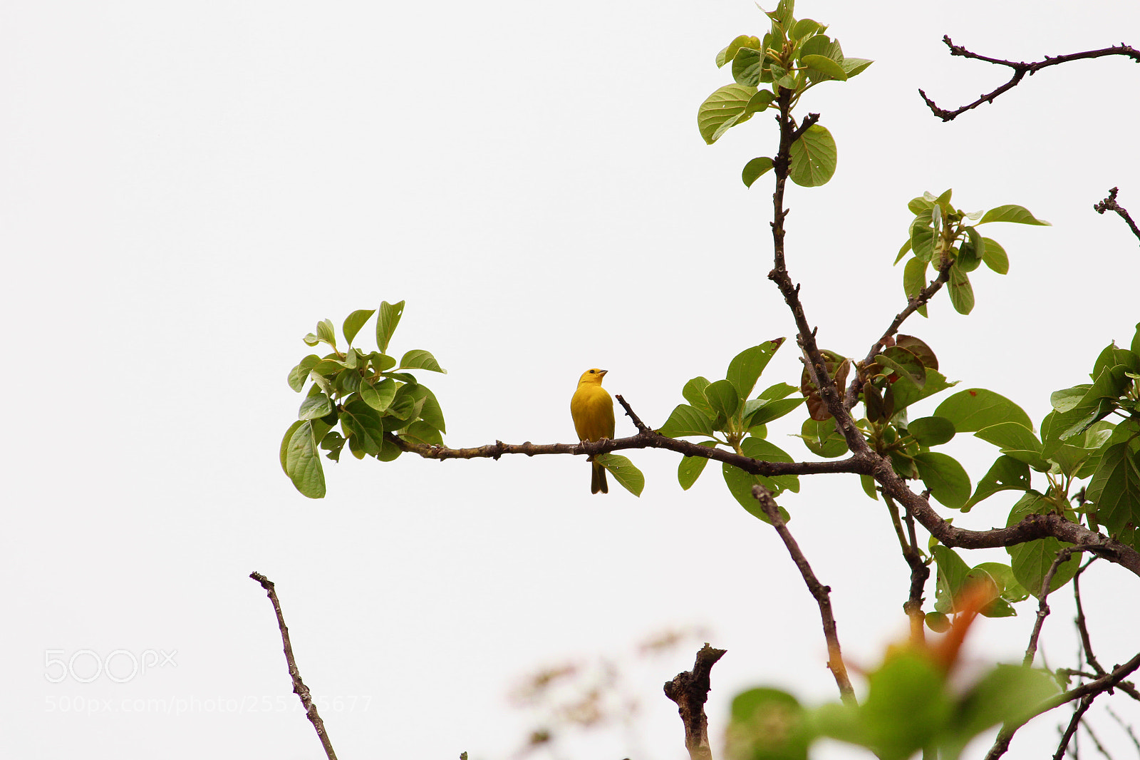 Canon EOS 700D (EOS Rebel T5i / EOS Kiss X7i) sample photo. A yellow bird... photography