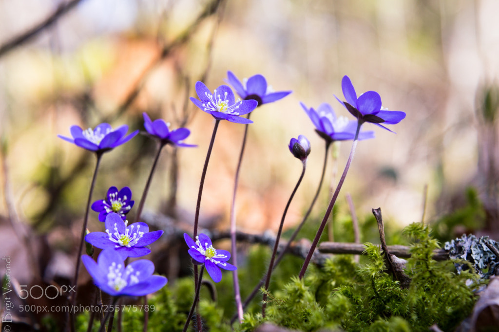 Canon EOS 6D sample photo. Stretching towards the sun photography