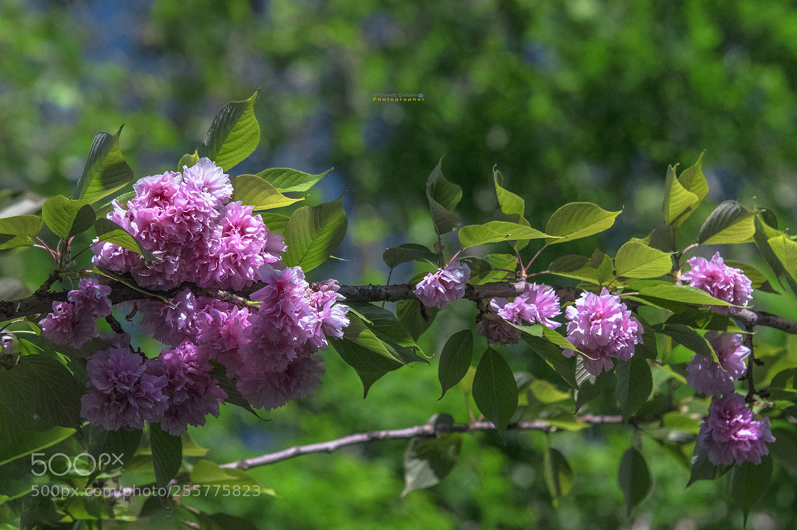 Pentax K-3 II sample photo. Spring times photography