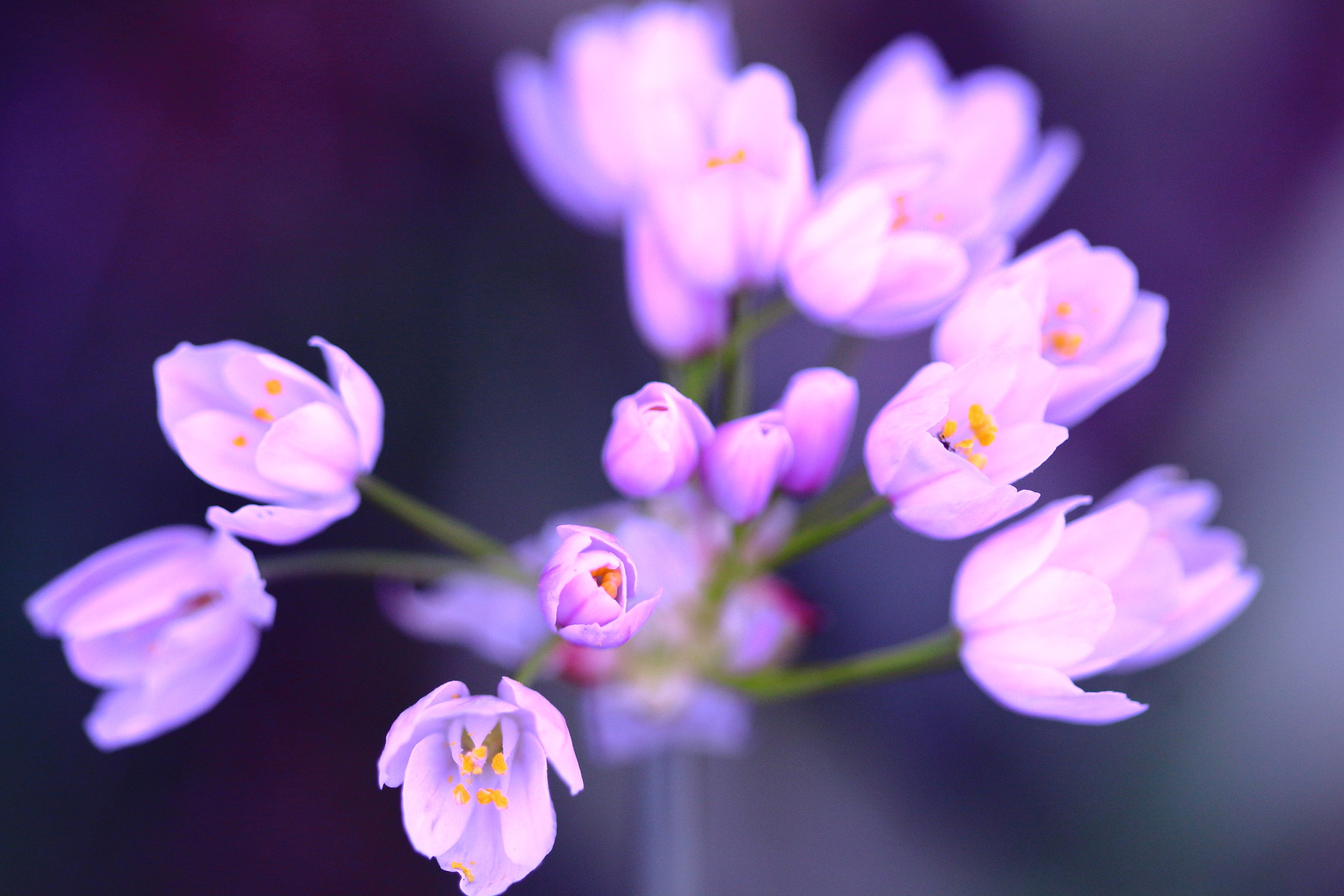Canon EF 100mm F2.8 Macro USM sample photo. Little flowers photography