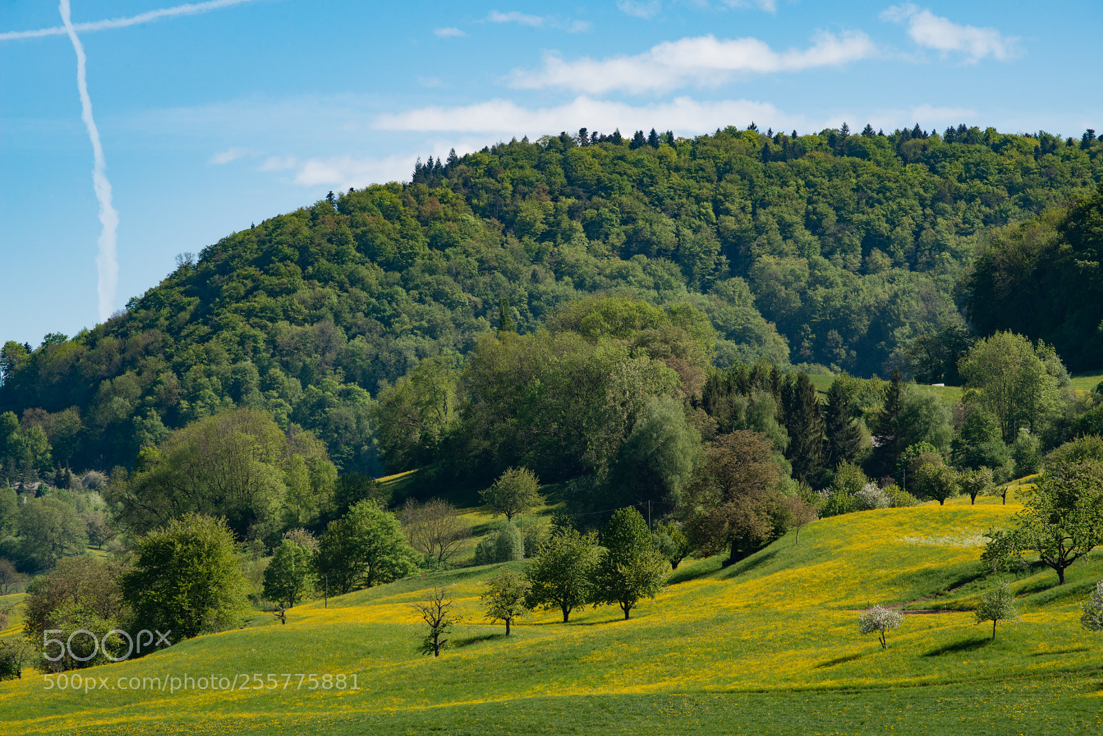 Nikon D800 sample photo. Springtime photography