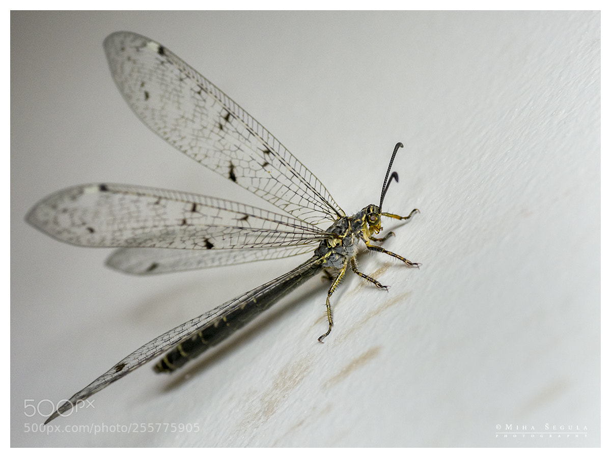 Nikon D7100 sample photo. (673) photography