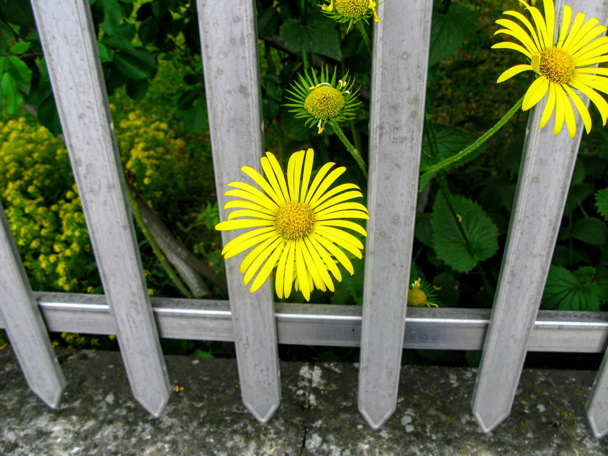 Canon POWERSHOT G7 sample photo