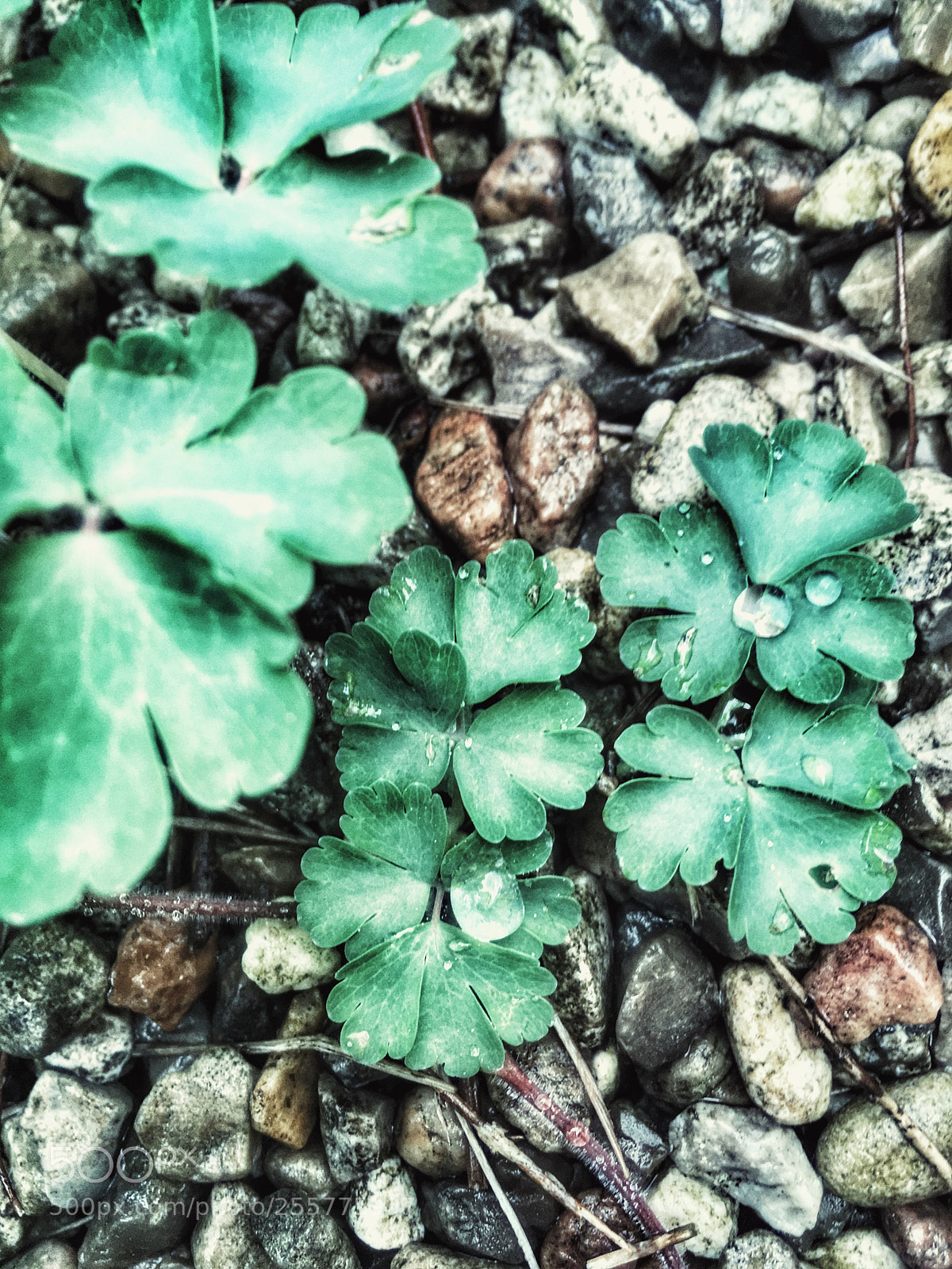 Apple iPhone SE sample photo. Untitled photography