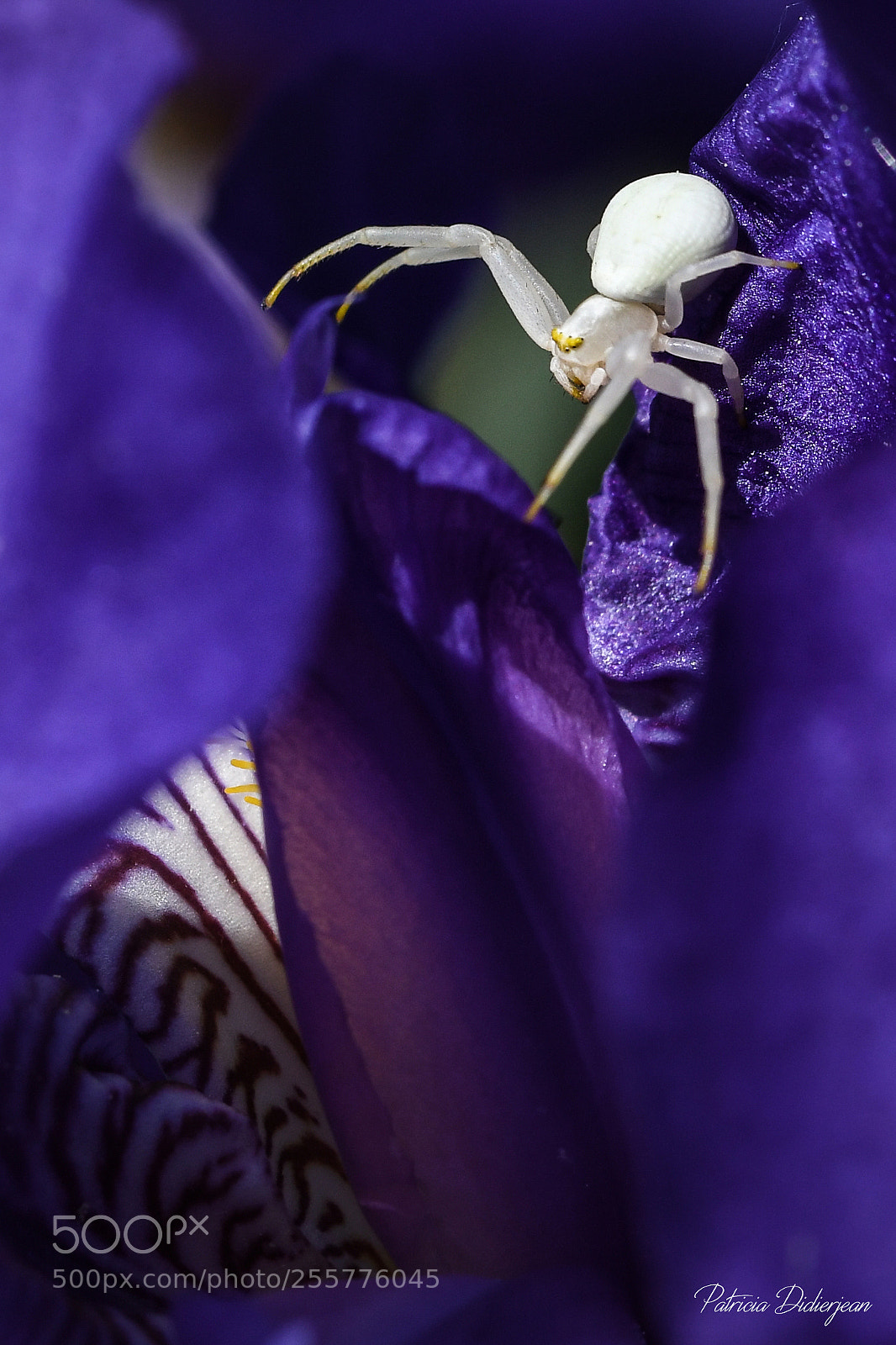 Nikon D500 sample photo. White crab spider photography
