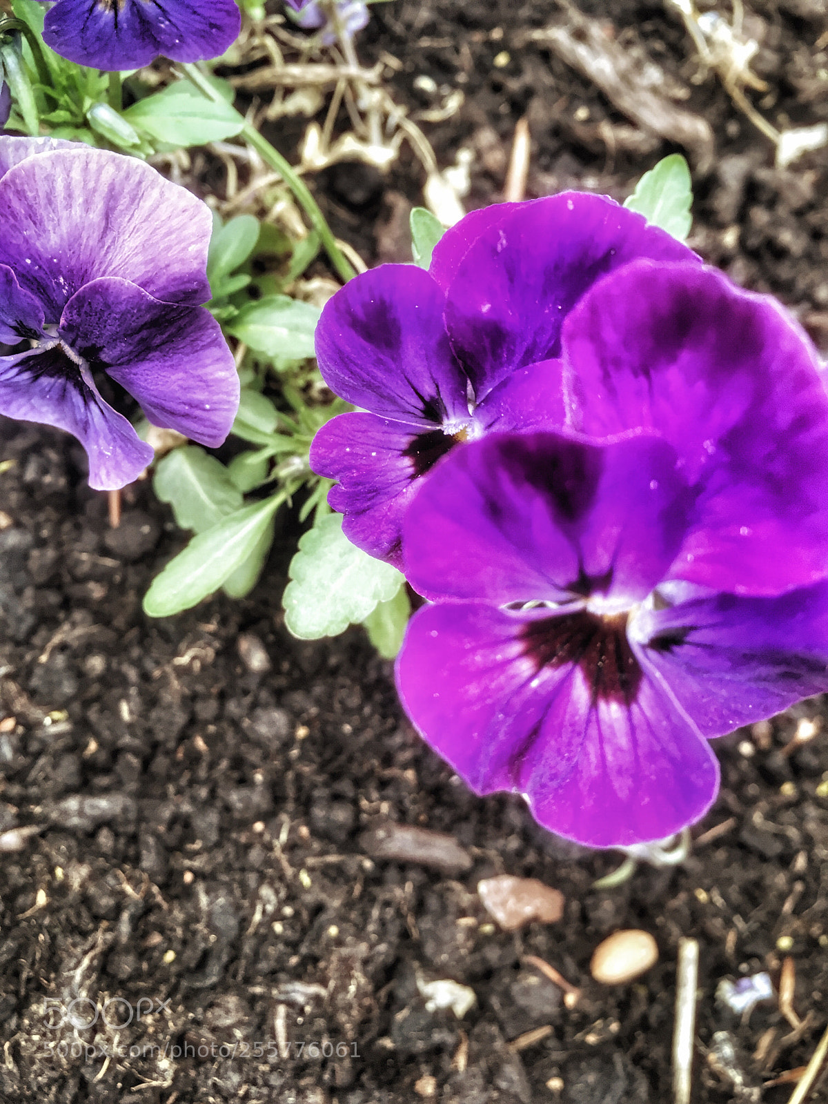 Apple iPhone SE sample photo. Untitled photography