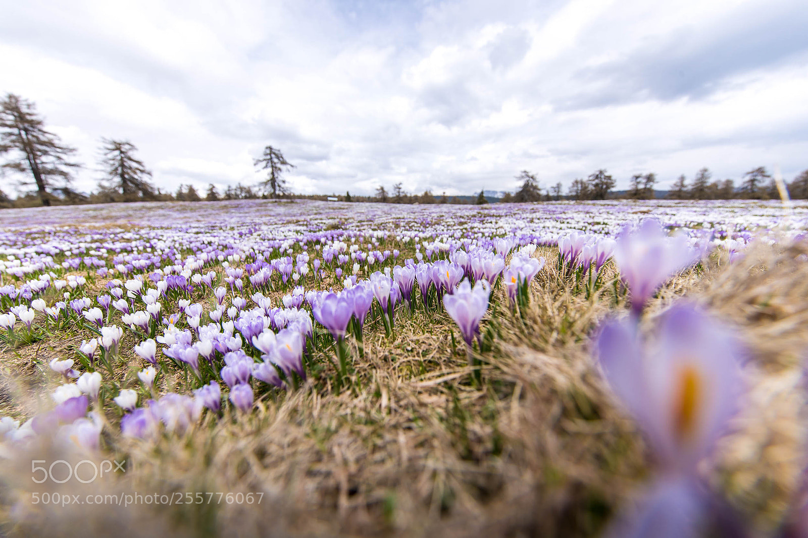 Canon EOS-1D X Mark II sample photo. Krokussblüte salten web photography