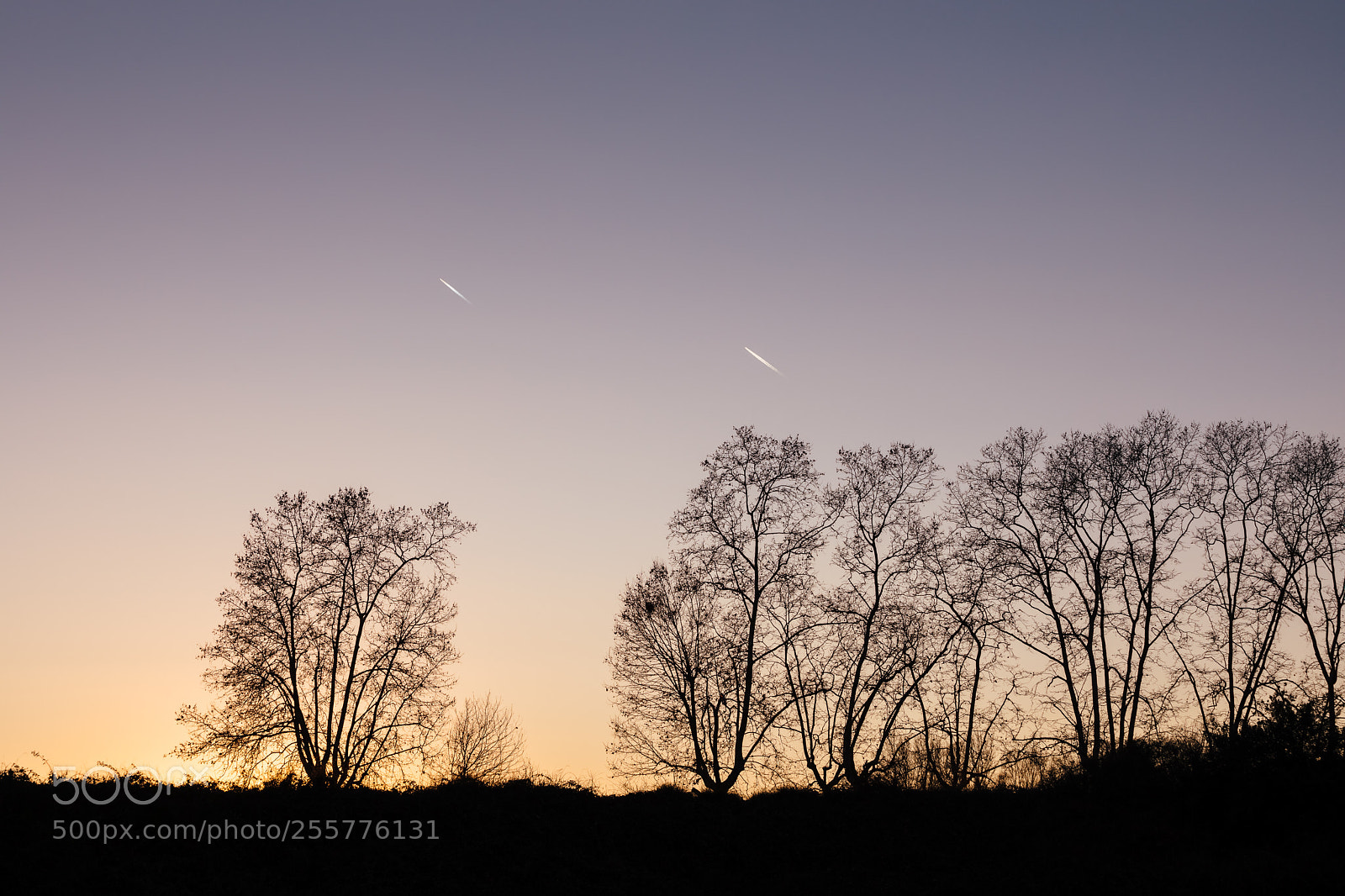 Canon EOS 5D Mark IV sample photo. Silhouette of trees at photography