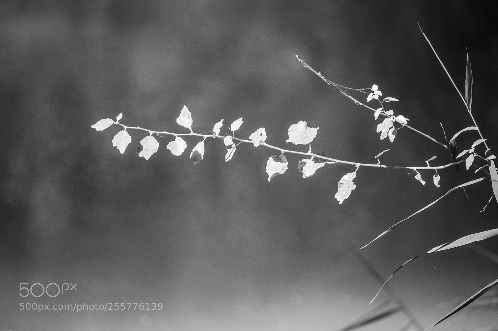 Nikon D3200 sample photo. Delicate photography