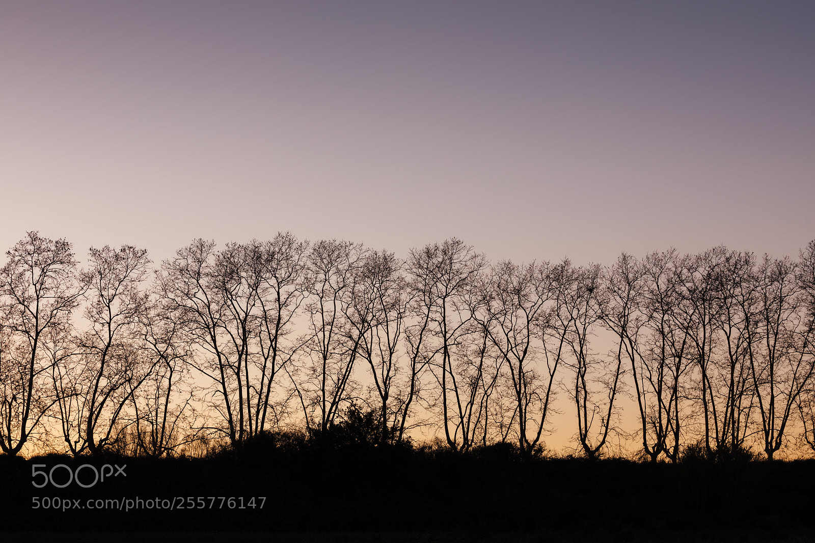Canon EOS 5D Mark IV sample photo. Silhouette of trees at photography