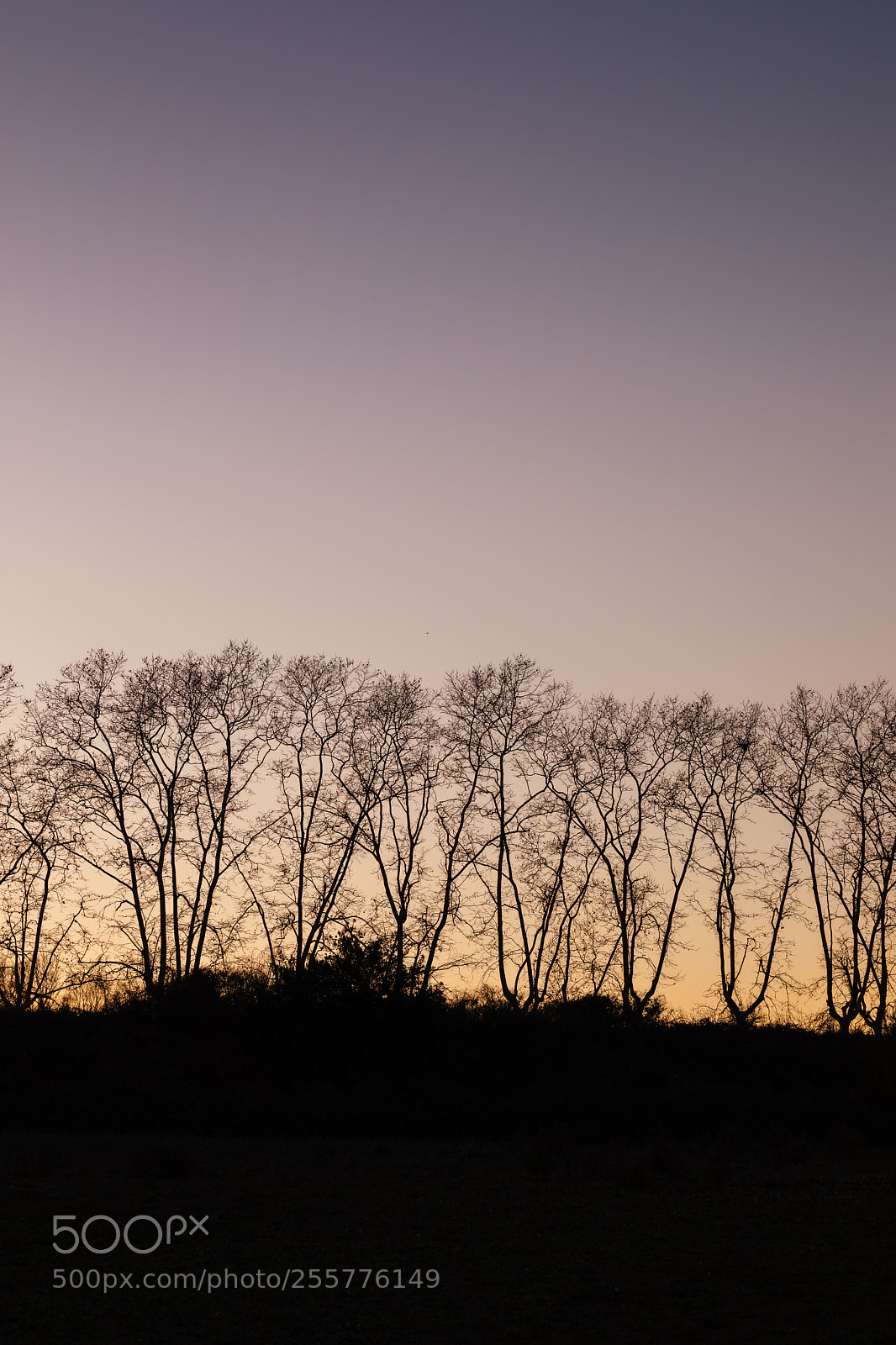 Canon EOS 5D Mark IV sample photo. Silhouette of trees at photography