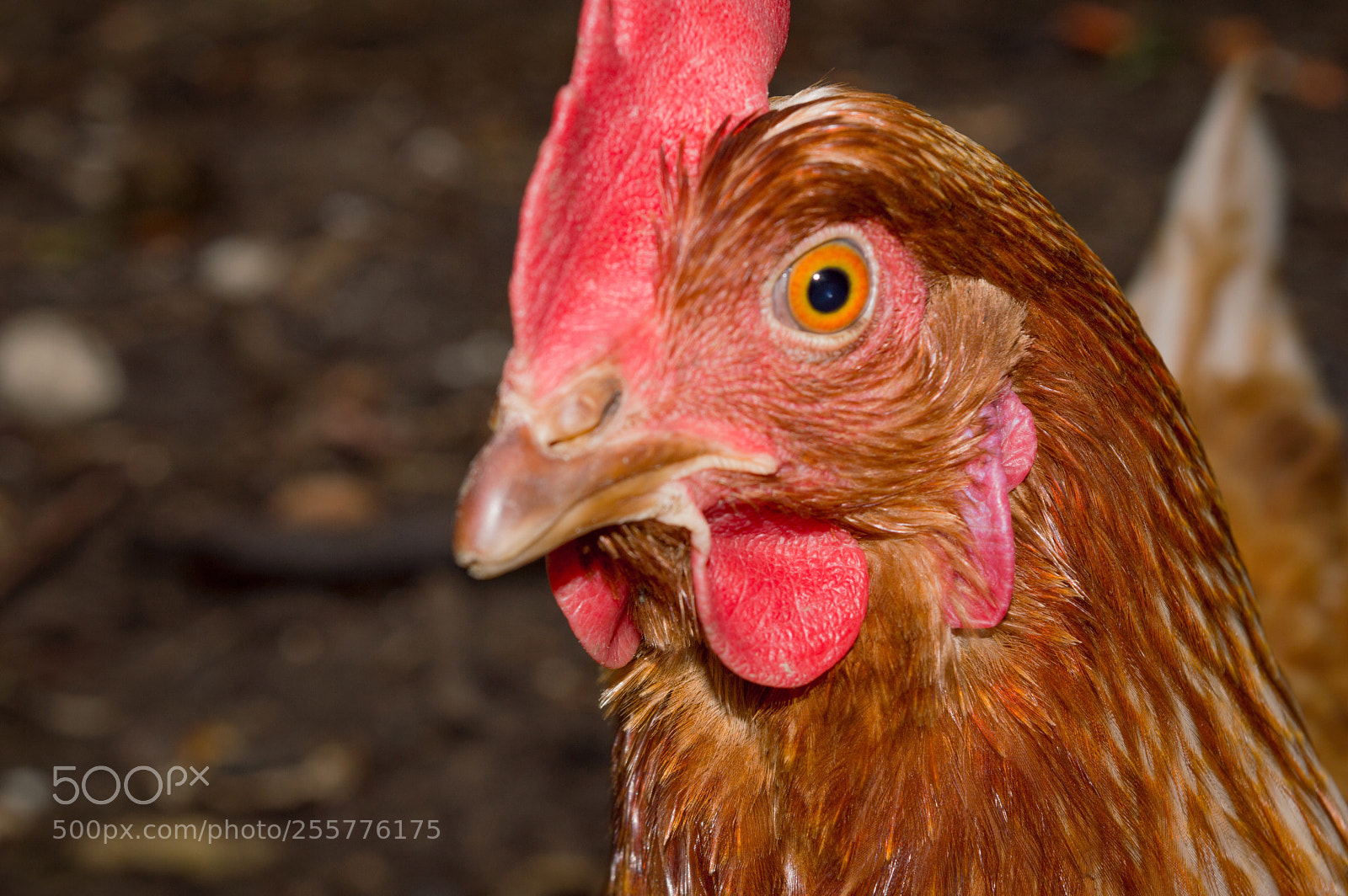 Nikon D3200 sample photo. Chiken  photography