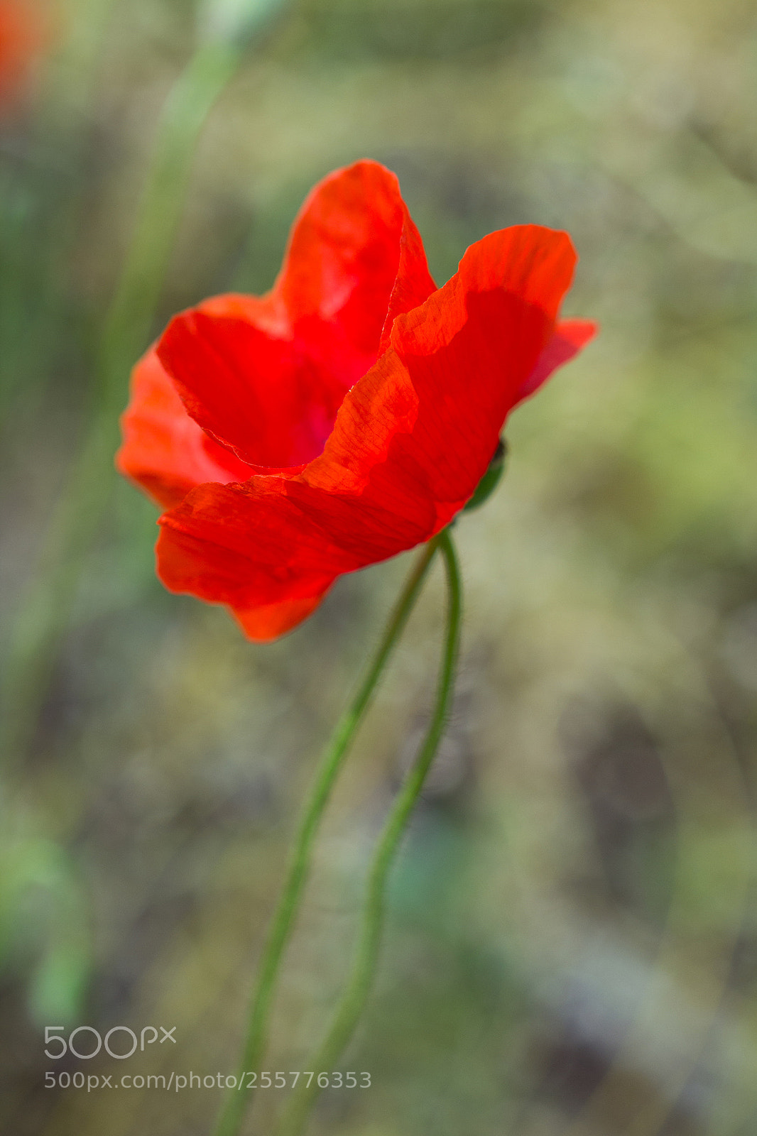 Canon EOS 600D (Rebel EOS T3i / EOS Kiss X5) sample photo. Butterfly photography