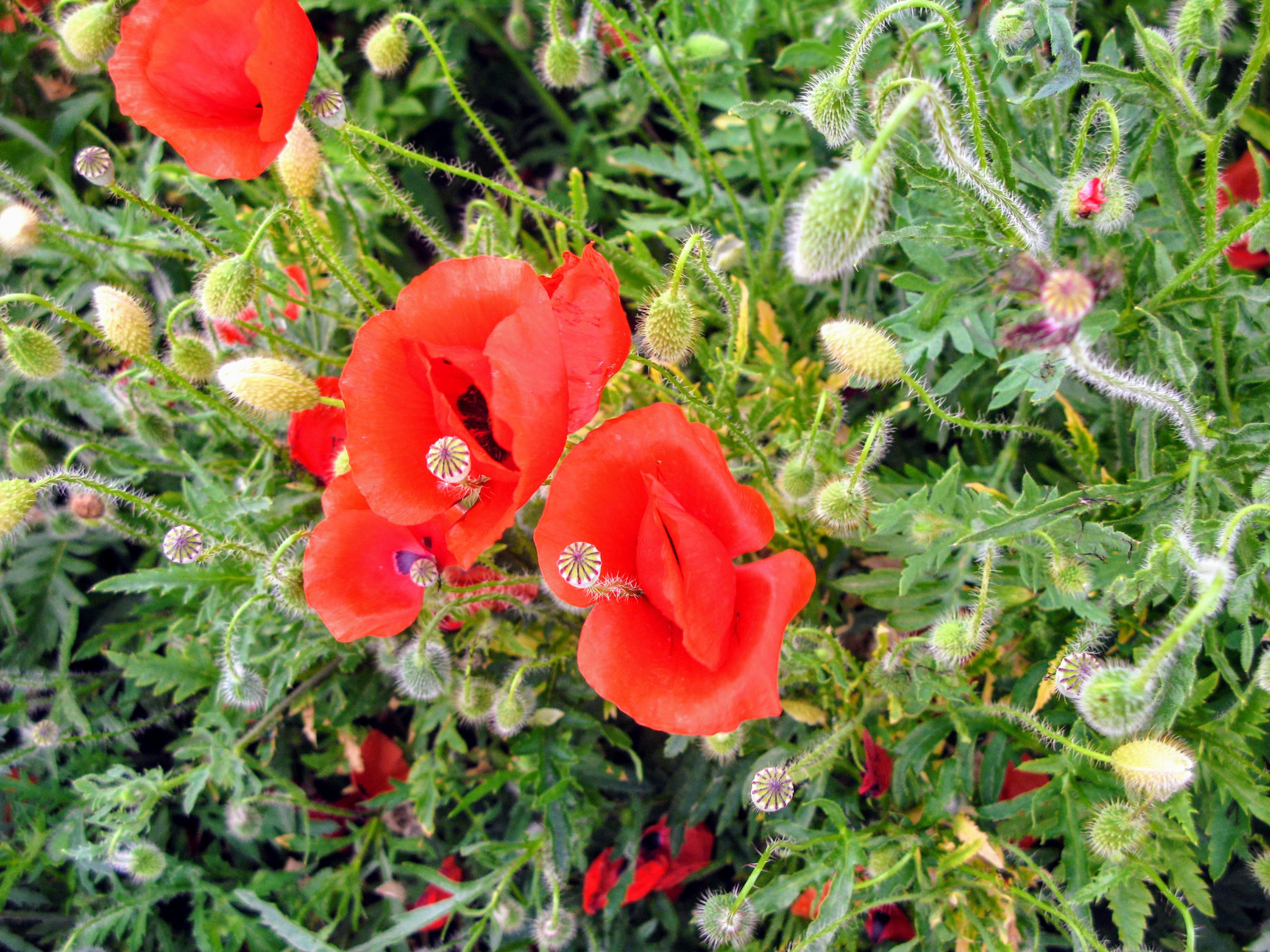Canon POWERSHOT G7 sample photo
