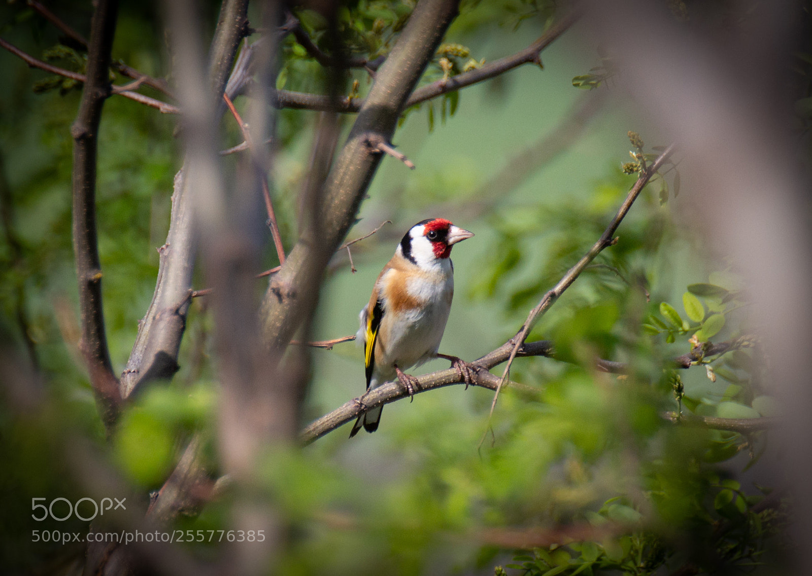 Canon EOS 60D sample photo. Carduelis carduelis photography