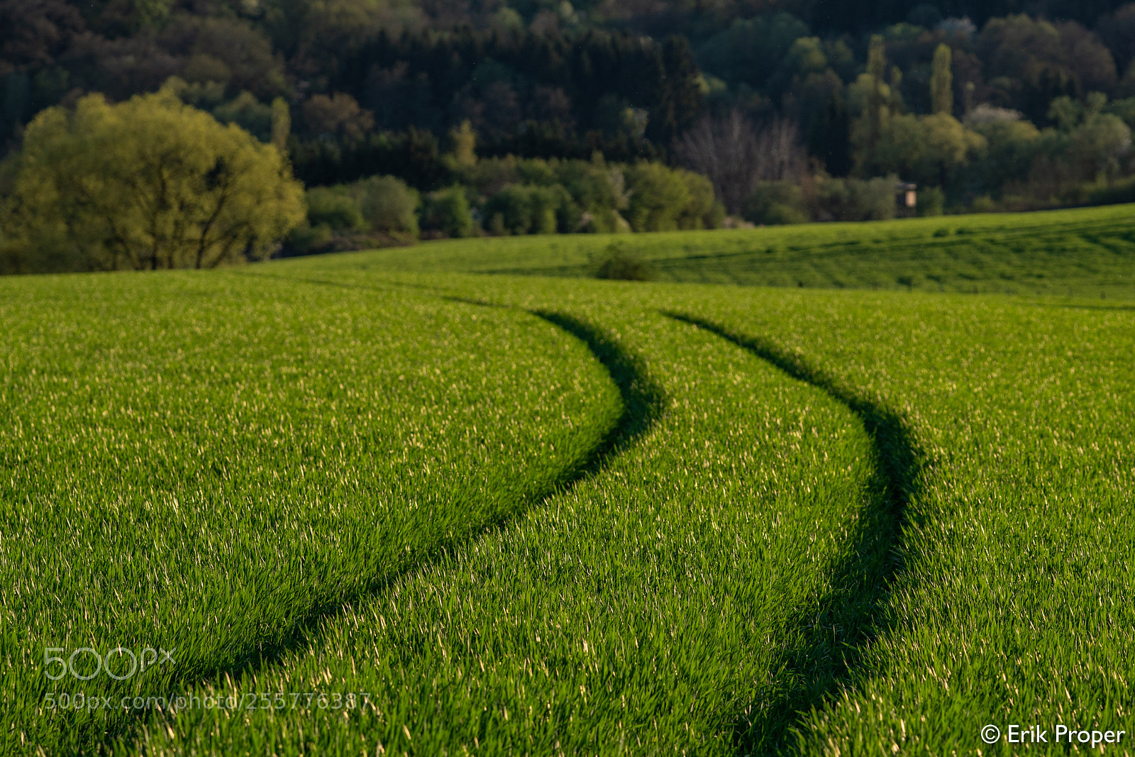 Sony a6500 sample photo. Week 18 - spring green photography