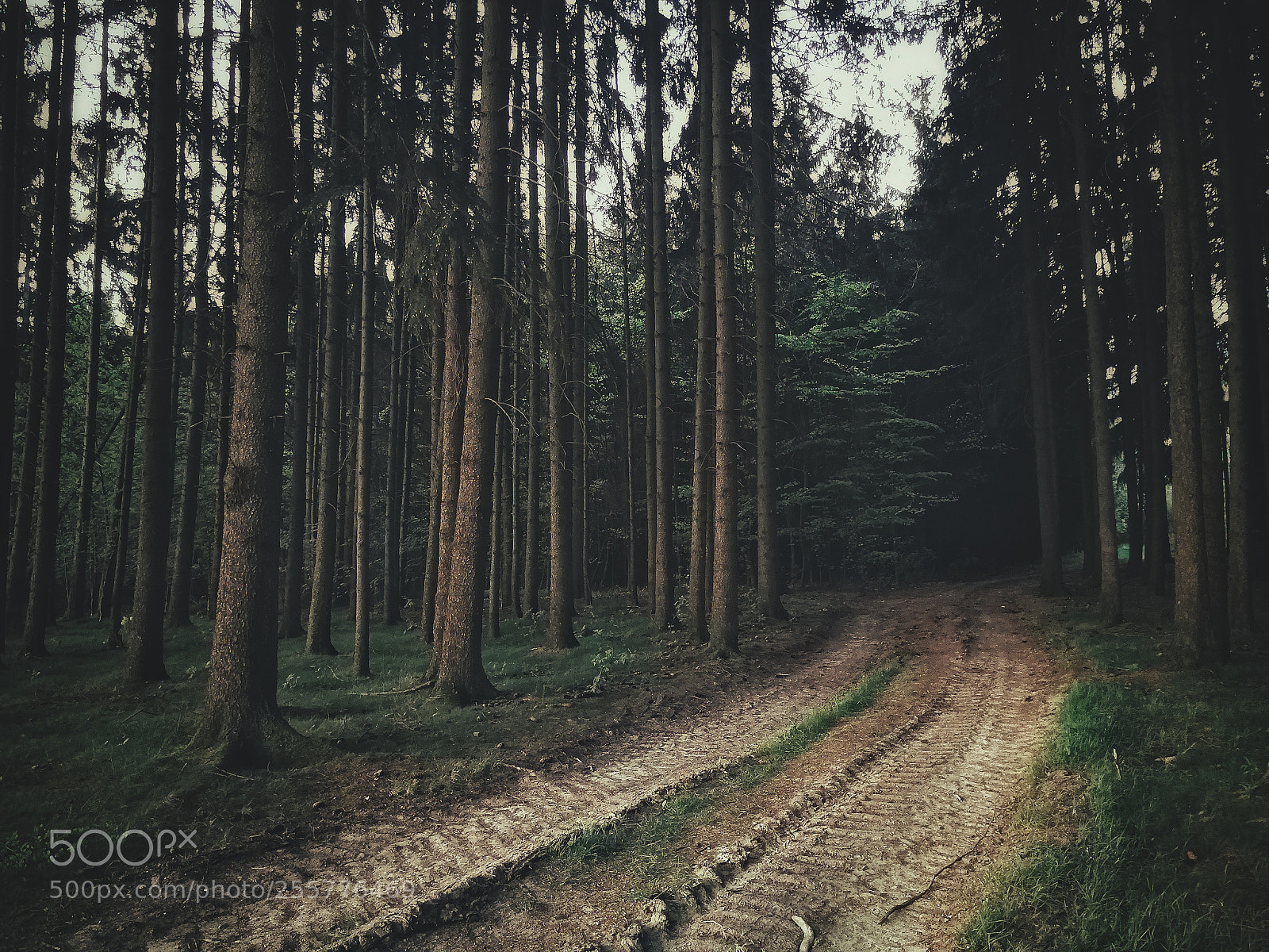 HUAWEI P10 sample photo. Forest photography