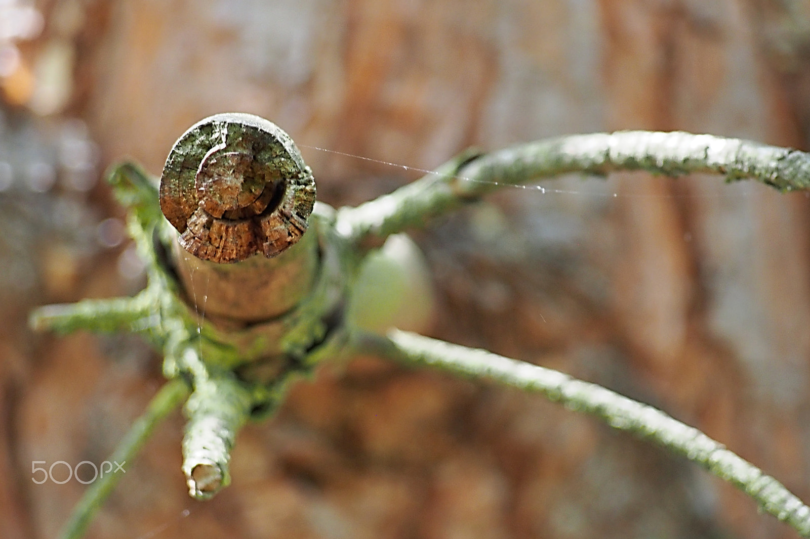 Olympus PEN E-PL6 sample photo. Tree branch. photography