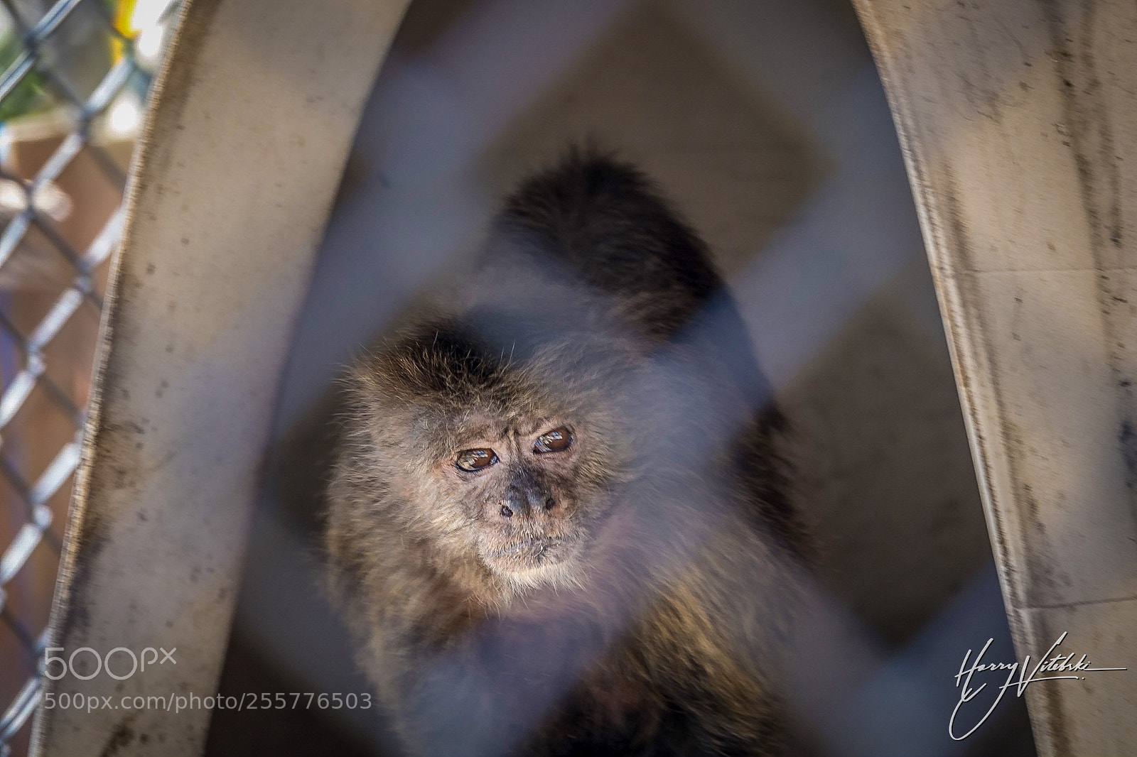 Sony Cyber-shot DSC-RX10 IV sample photo. I never liked zoos photography