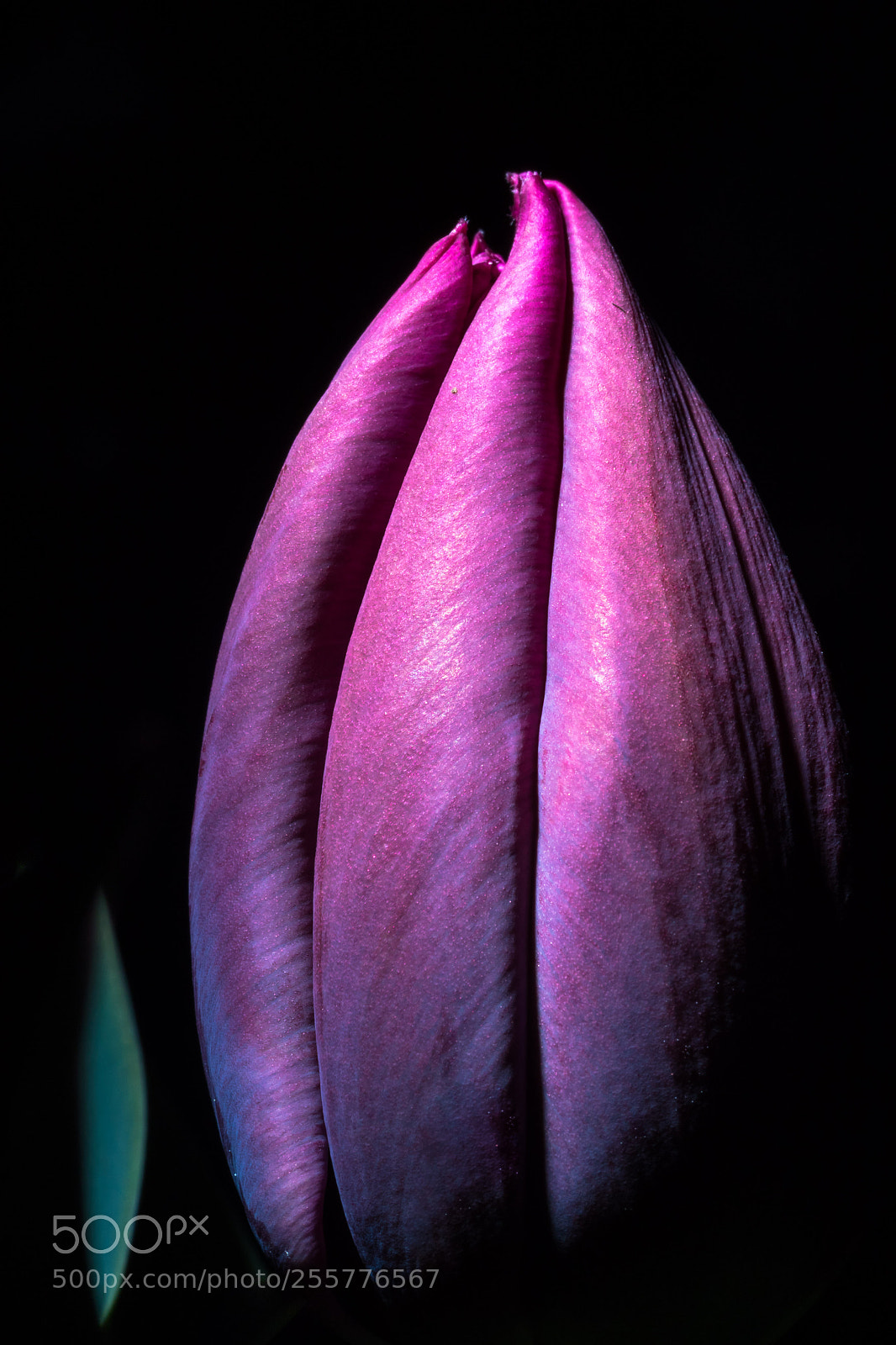 Canon EOS 7D Mark II sample photo. Midnight snooting photography