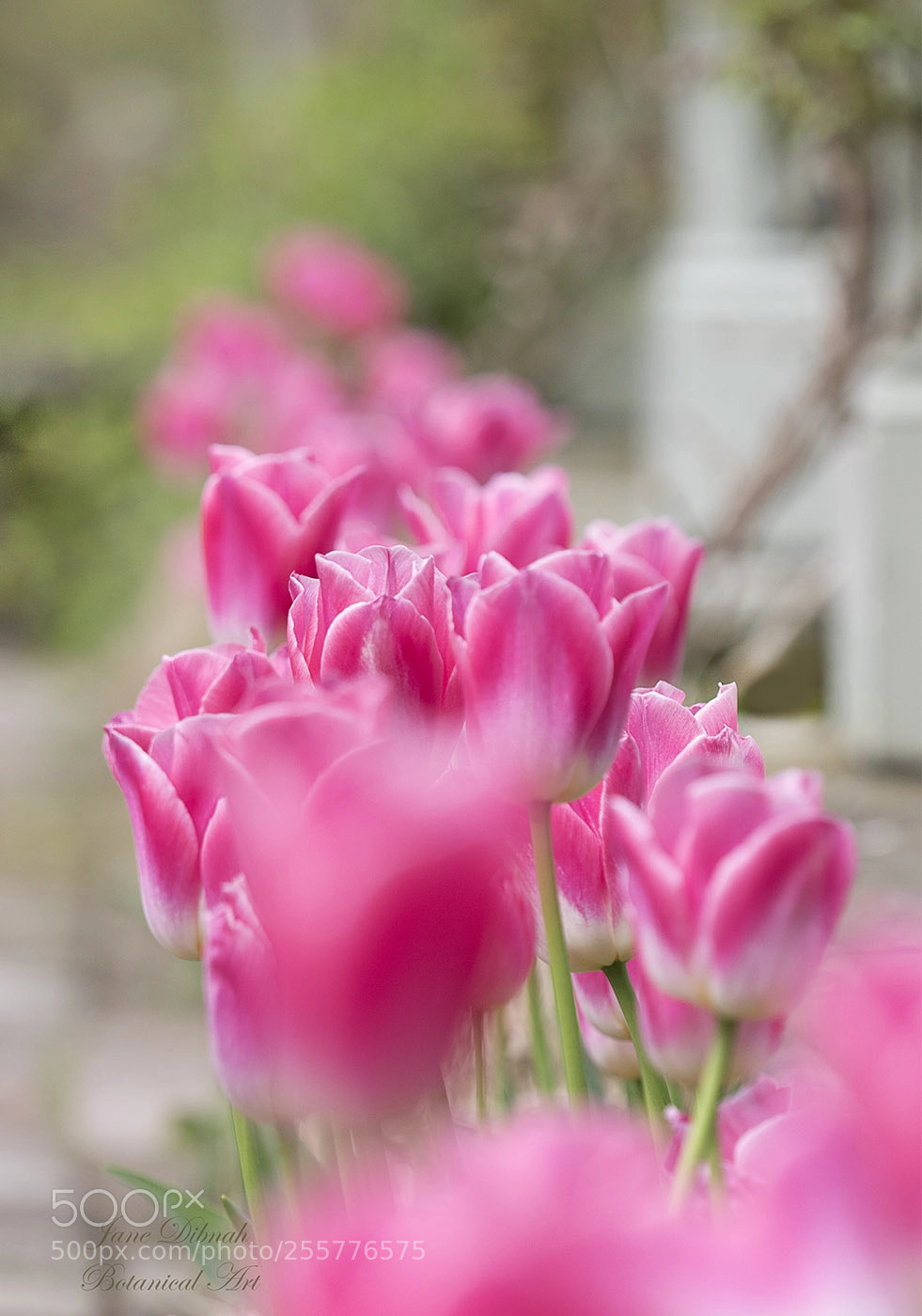 Canon EOS 7D Mark II sample photo. Pink tulips photography