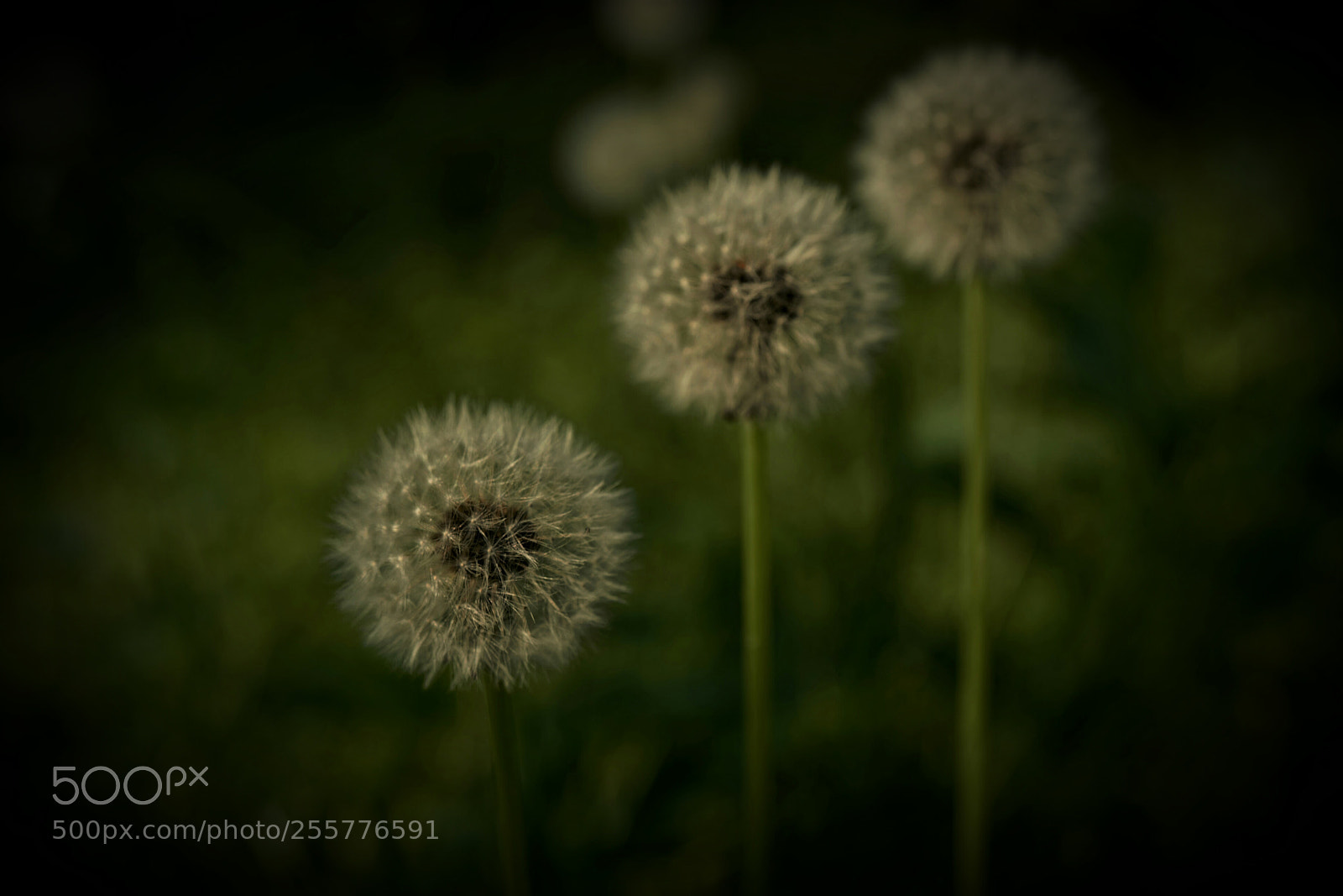 Sony a7R II sample photo. Untitled photography