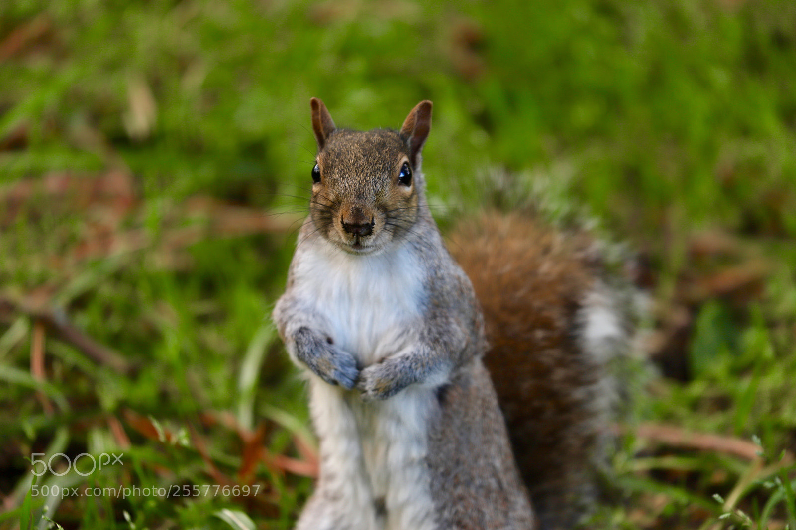 Canon EOS 6D Mark II sample photo. Squirrel photography