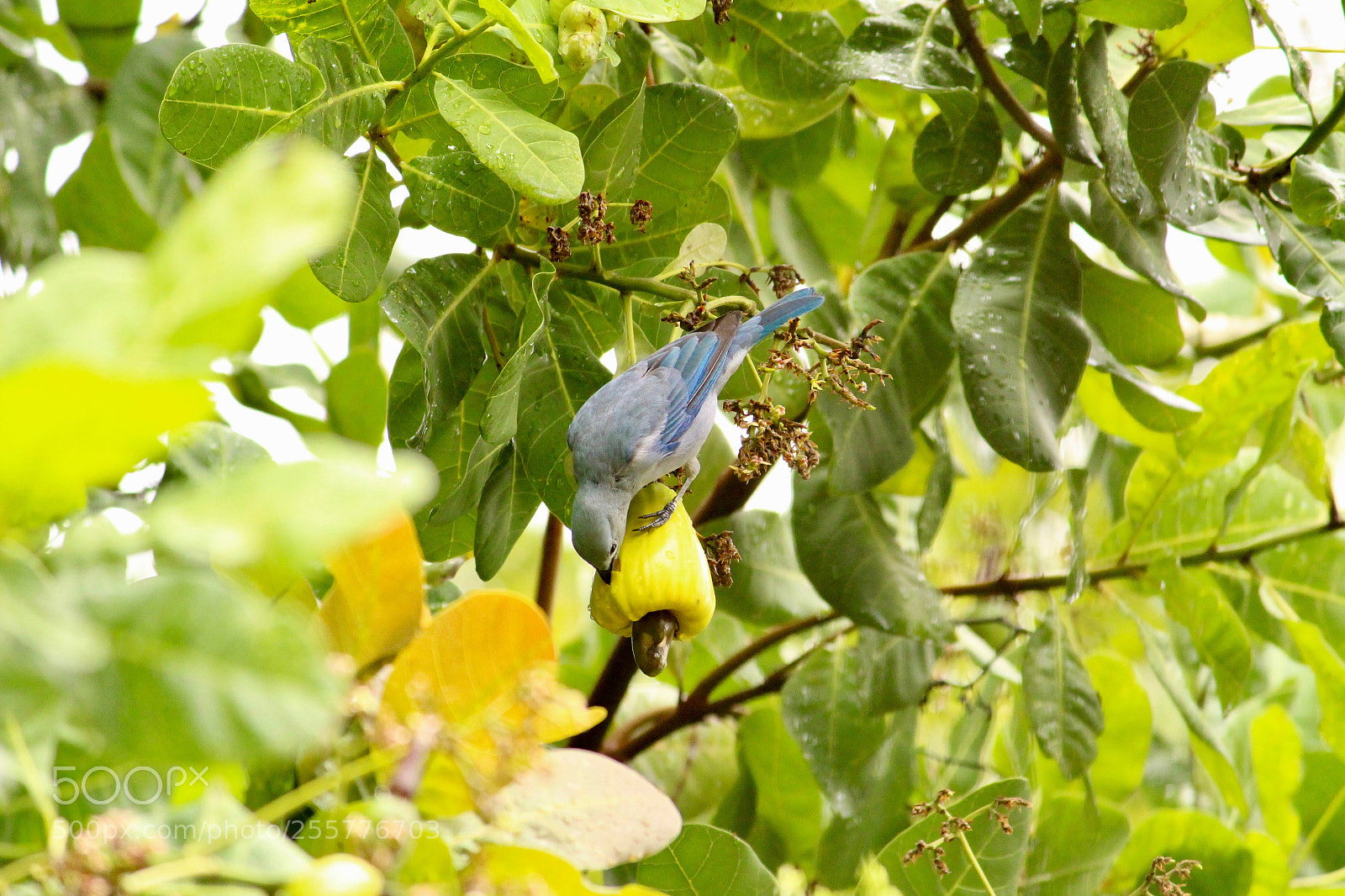 Canon EOS 700D (EOS Rebel T5i / EOS Kiss X7i) sample photo. Eating... photography