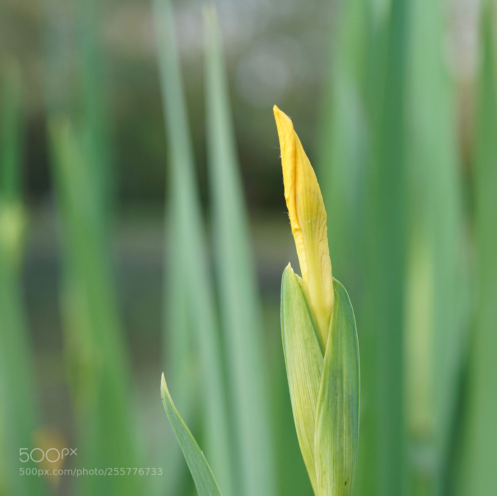 Sony a7R II sample photo. Untitled photography