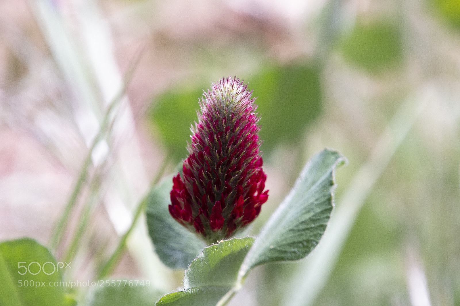 Canon EOS 70D sample photo. Red flower photography