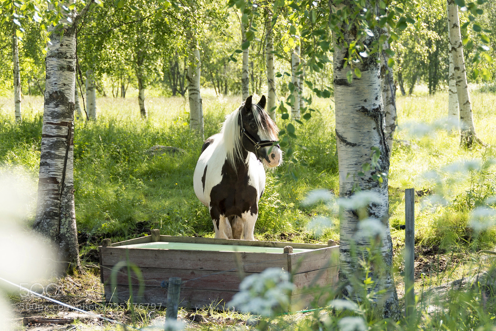 Nikon D7100 sample photo. Lucky horse in lush photography