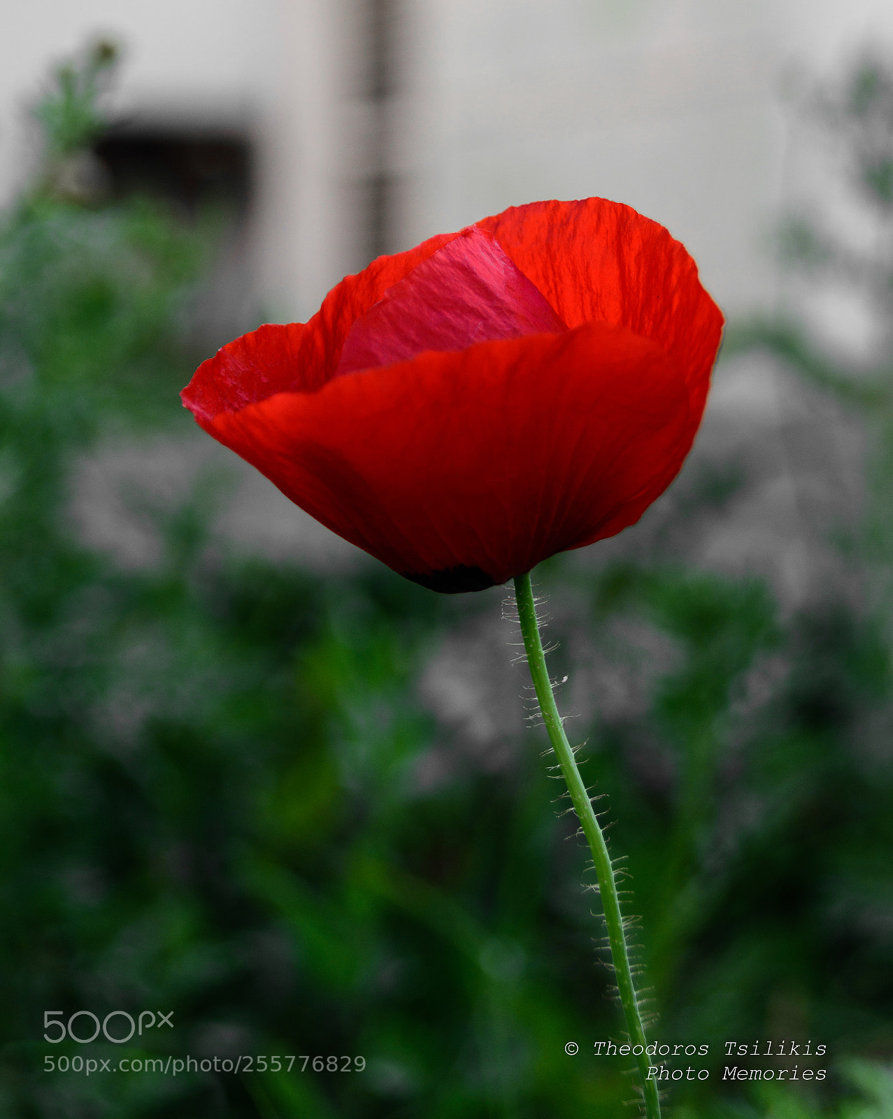 Nikon D7200 sample photo. Spring flower photography