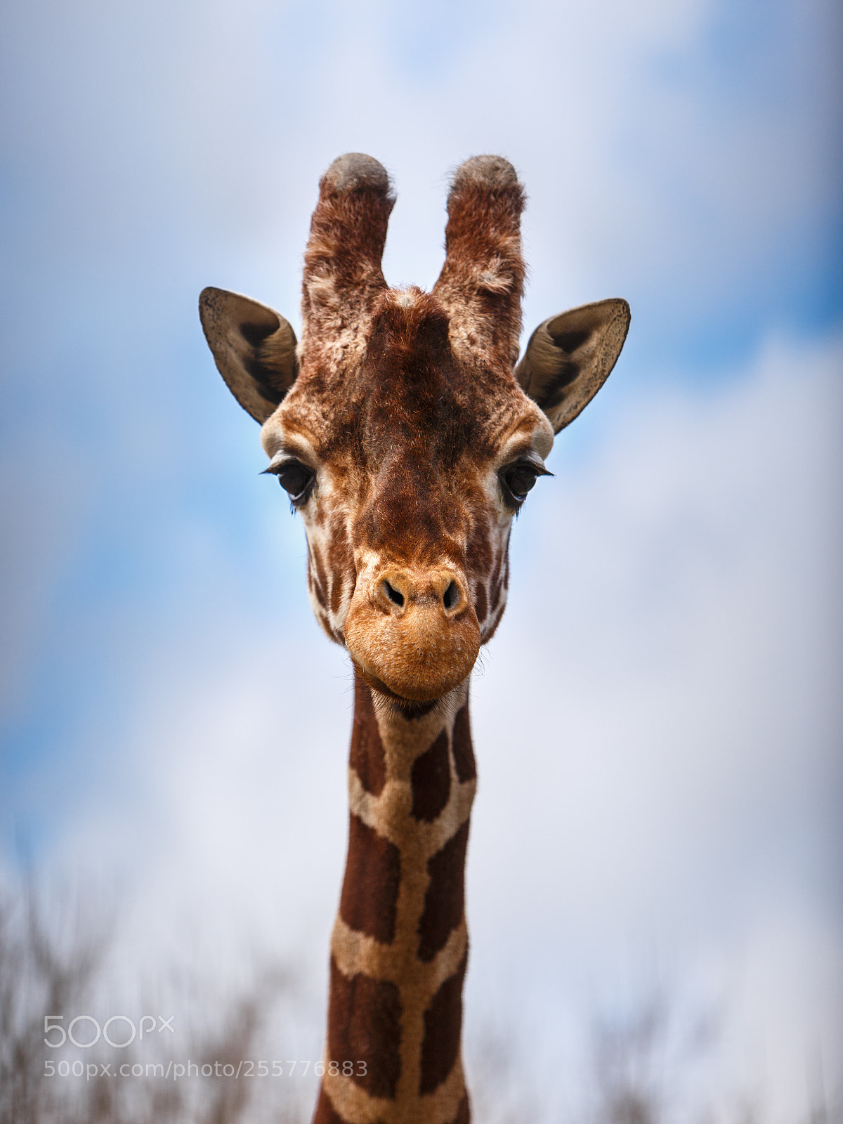 Canon EOS 6D sample photo. Giraffe headshot photography