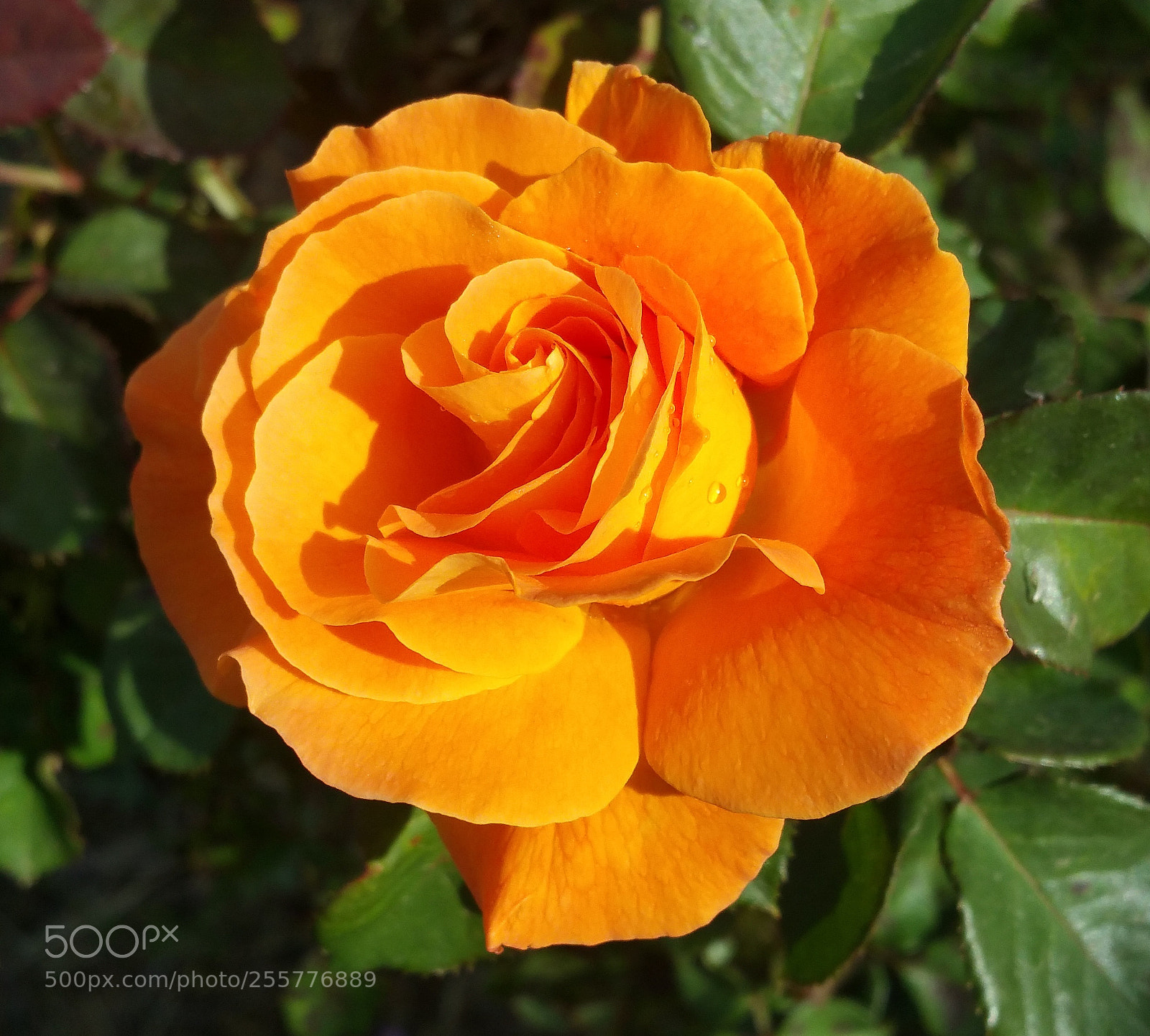 Samsung Galaxy Note4 sample photo. Orange blossom photography