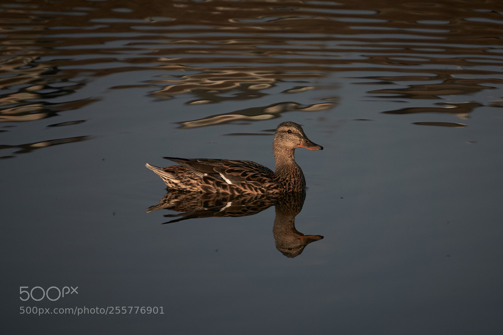 Sony a6000 sample photo. Evening swim photography