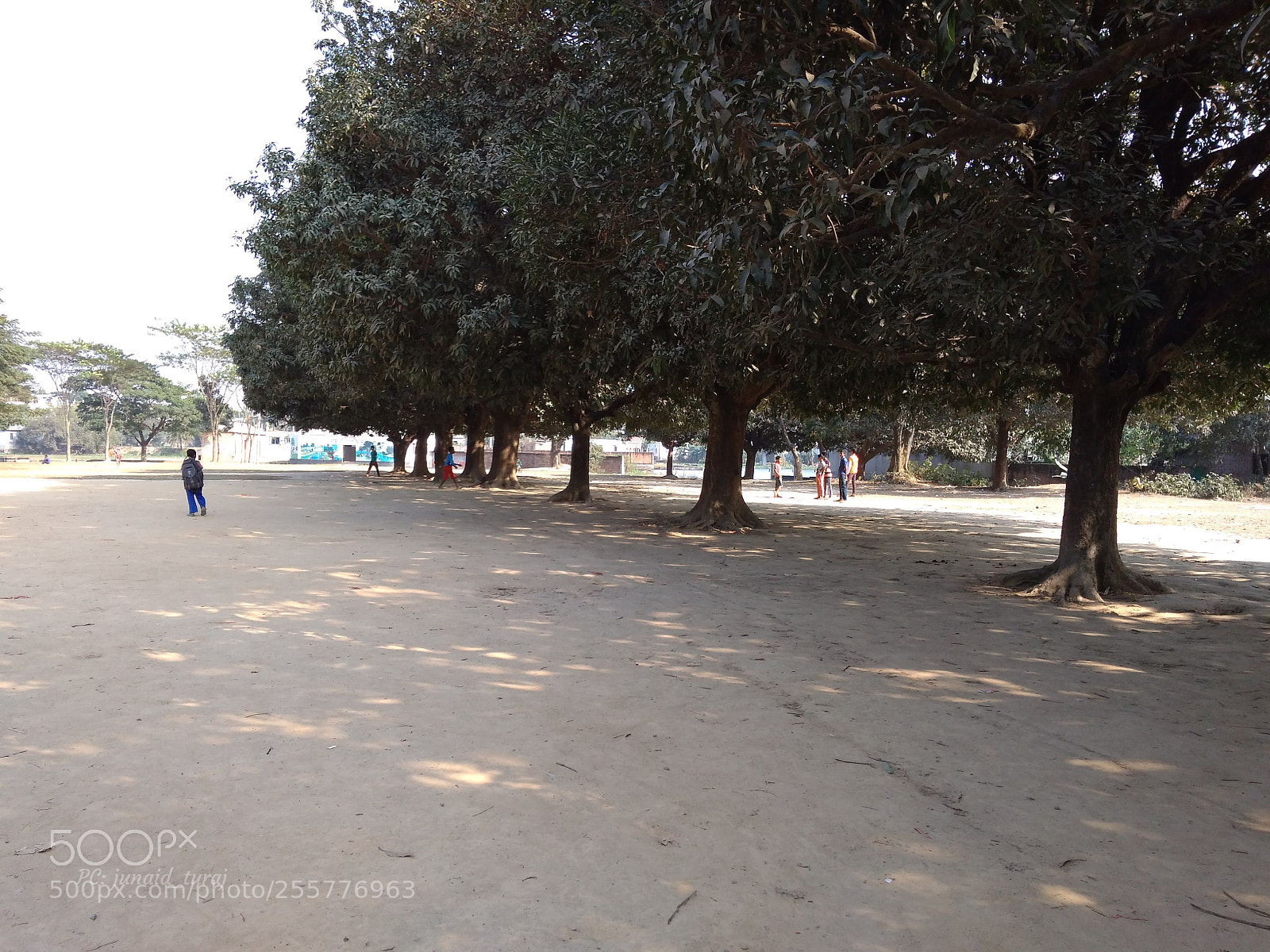 Xiaomi Redmi 4A sample photo. Mango trees photography