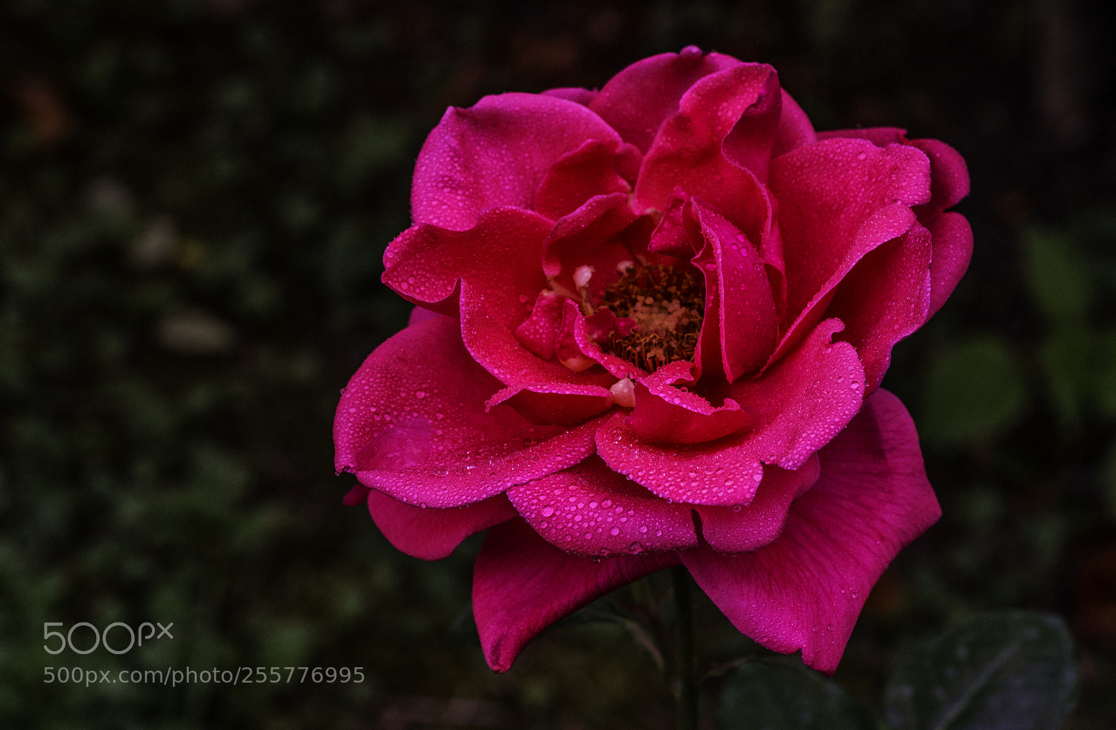 Sony a7R II sample photo. Red beauty..... photography