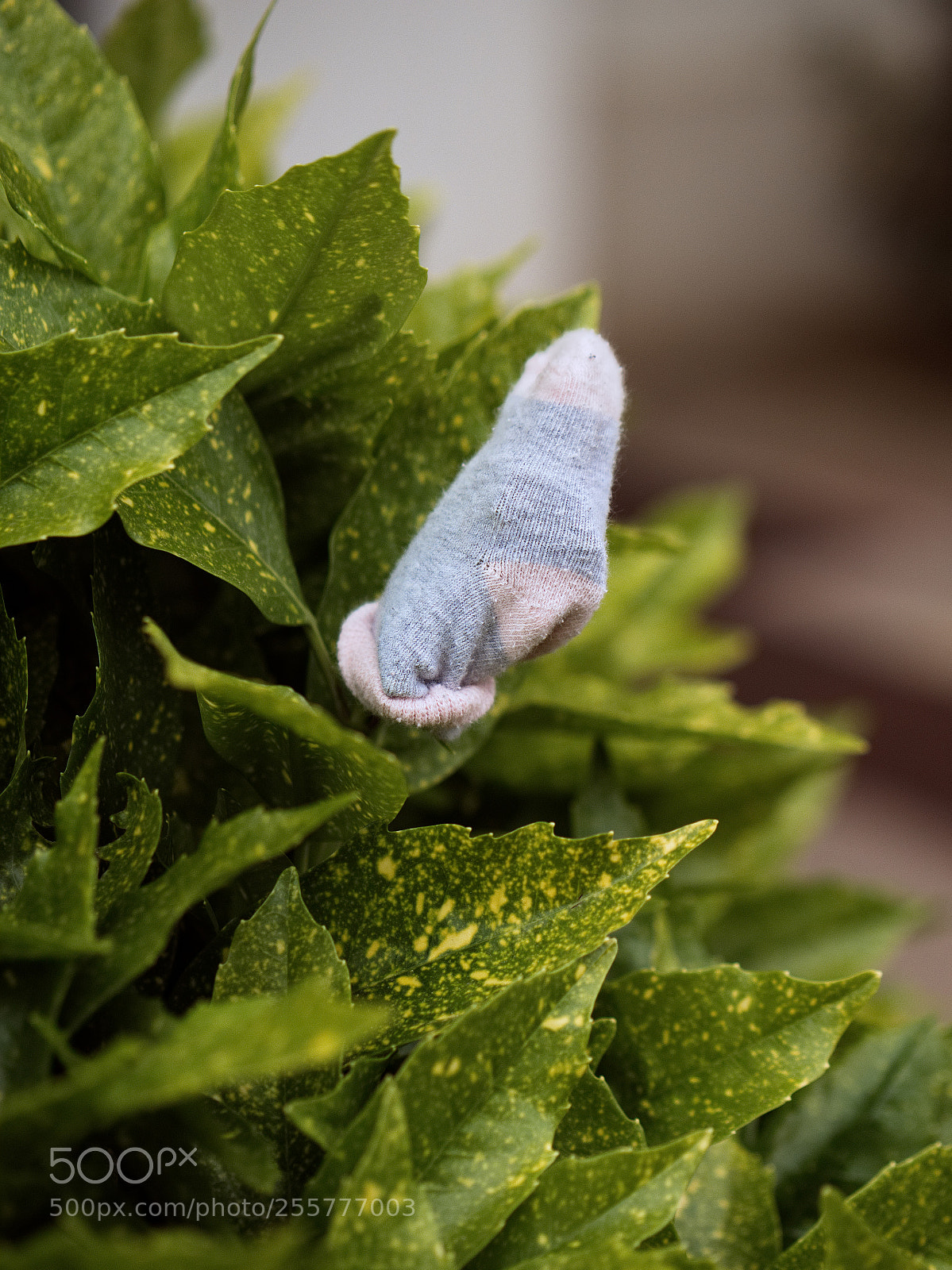 Panasonic Lumix DC-GH5 sample photo. Arbre à chaussettes photography